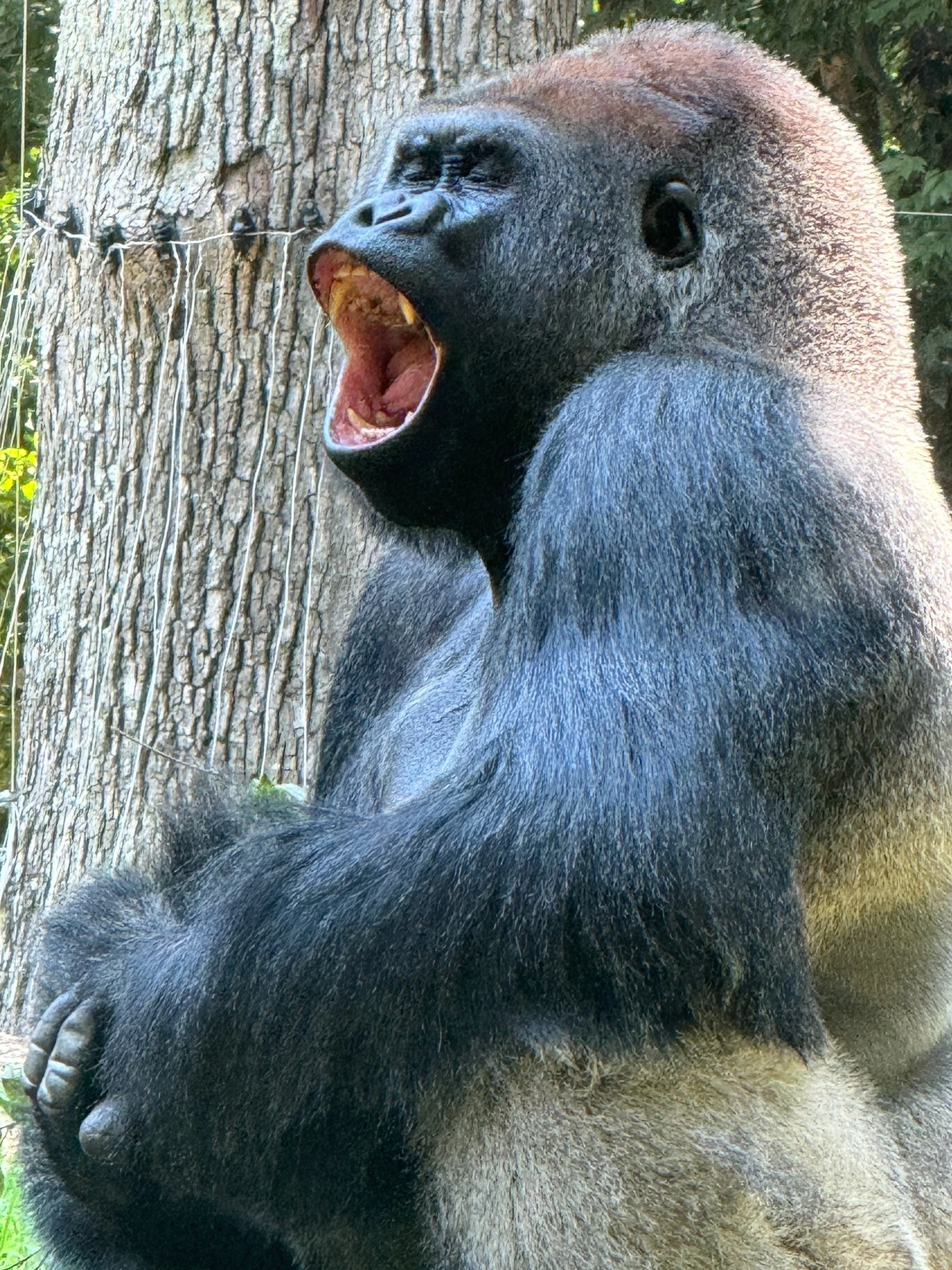 01-the-silverback.jpg