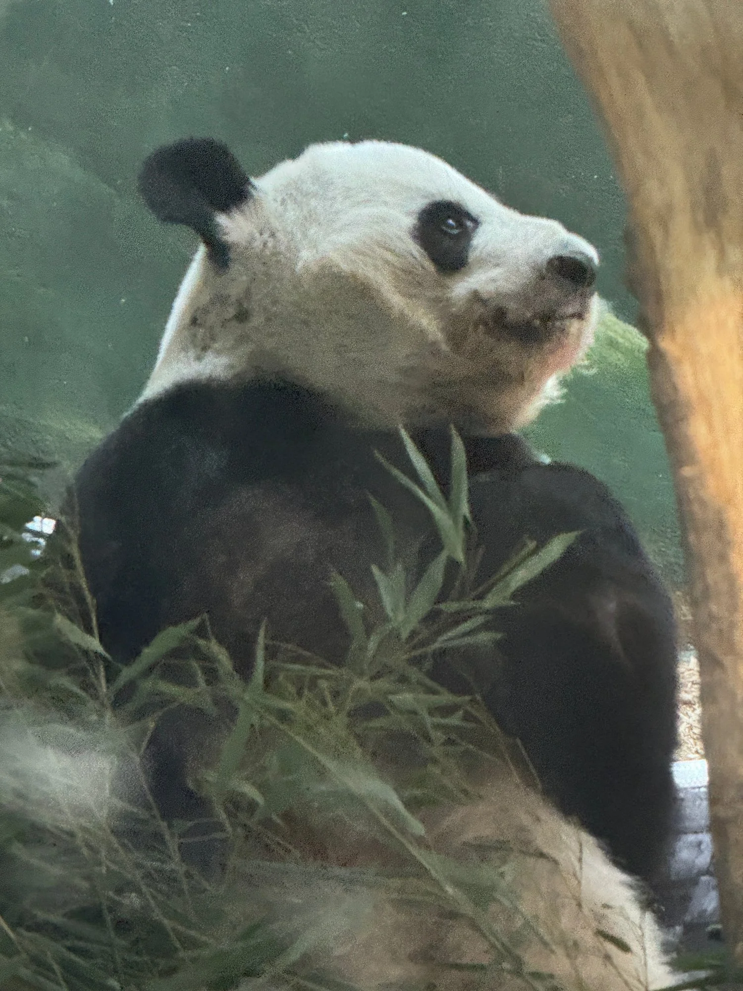 03-panda-lunch.jpg