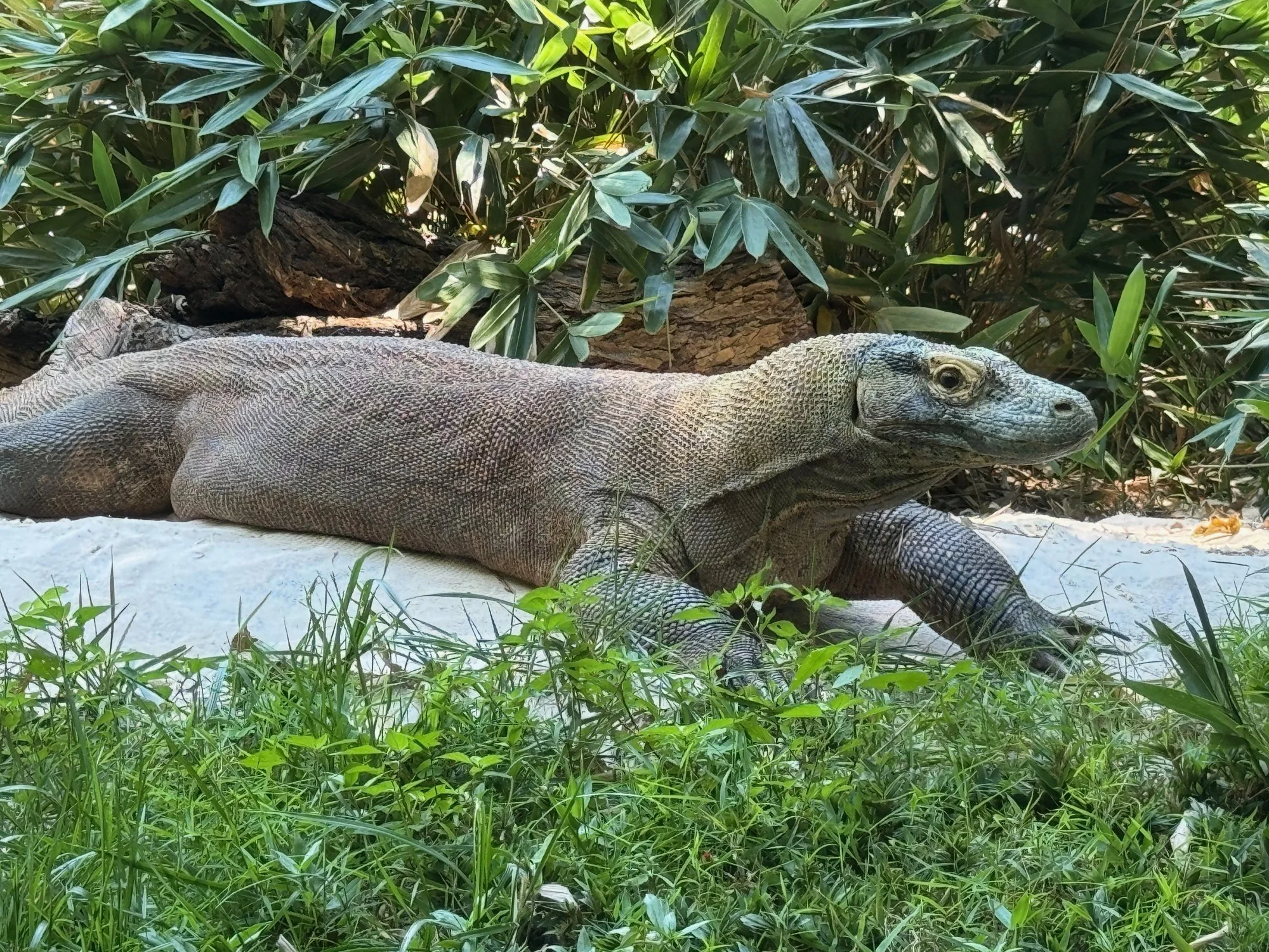 07-the-komodo-dragon.jpg