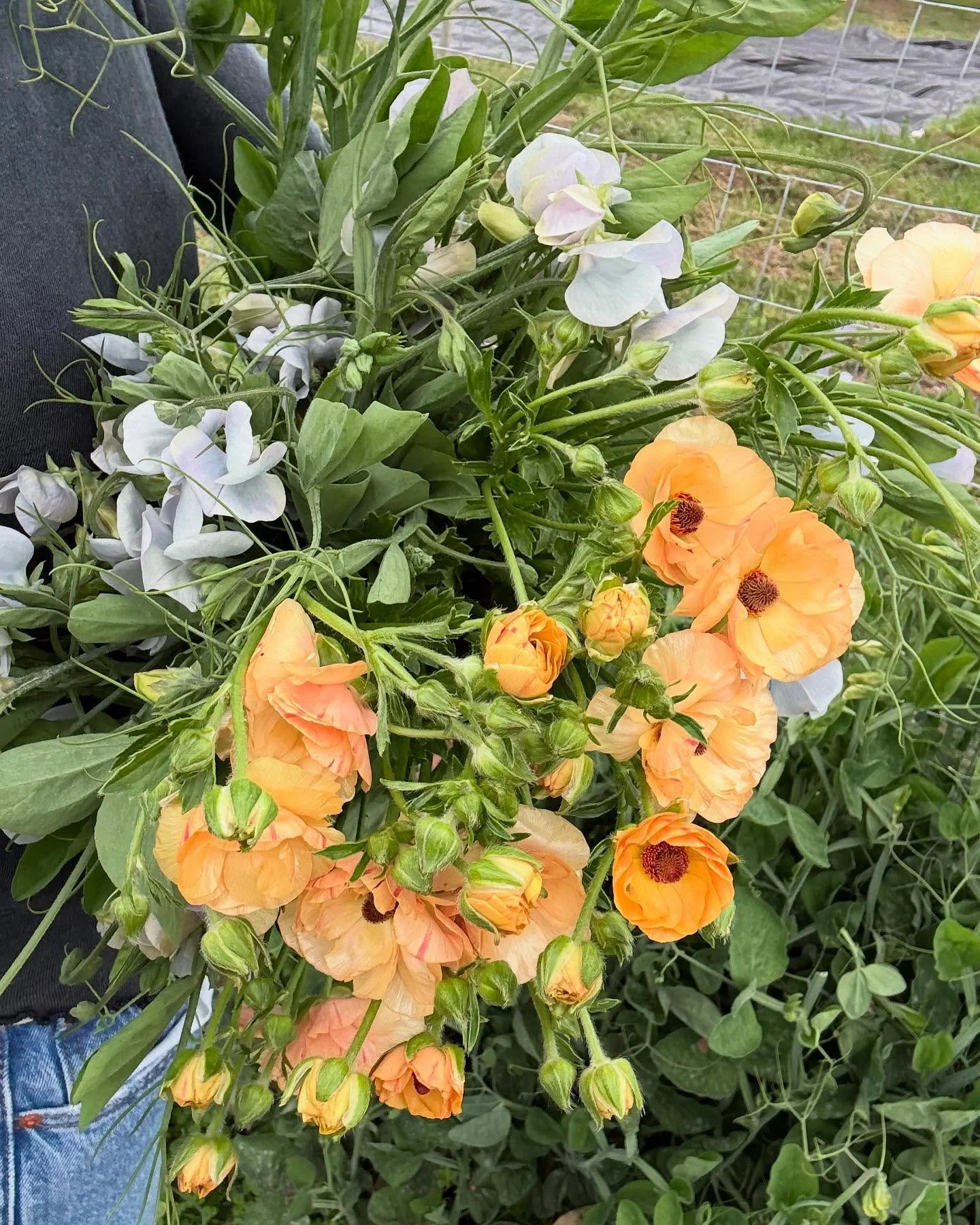 For @whimsybloomsdesign today-

Magical Caramel Butterfly Ranunculus and Lunar Blue Sweet Pea 🥹