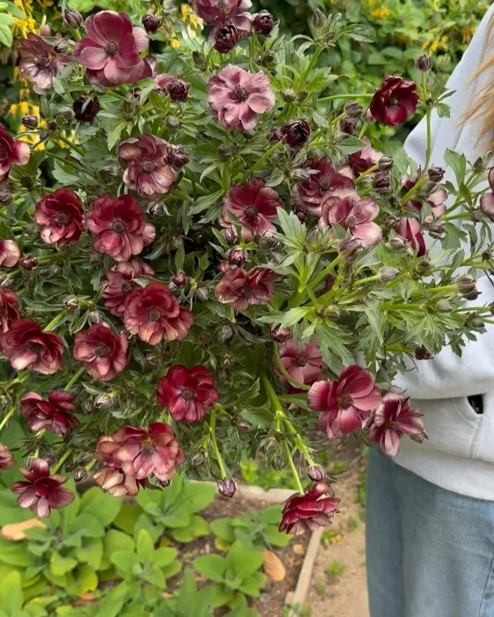 Our typical Escondido ranunculus season has been mostly everything blooming at once in a beautiful flower filled March and a little April. But by a stroke of luck and a lot of shade cloth, we&rsquo;ve had a steady succession of ranunculus since Janua