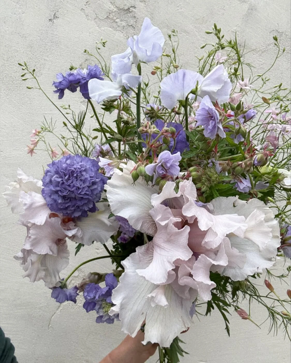 This week in flowers 😭 All blooming just in time for Mother&rsquo;s Day, or teacher appreciation, if yours lands on the same week like ours 😆✨ (PS- We still have flowers!)

&lsquo;Air Time&rsquo; Iris 
&lsquo;Cloud Nine&rsquo; Geranium
&lsquo;Cilla