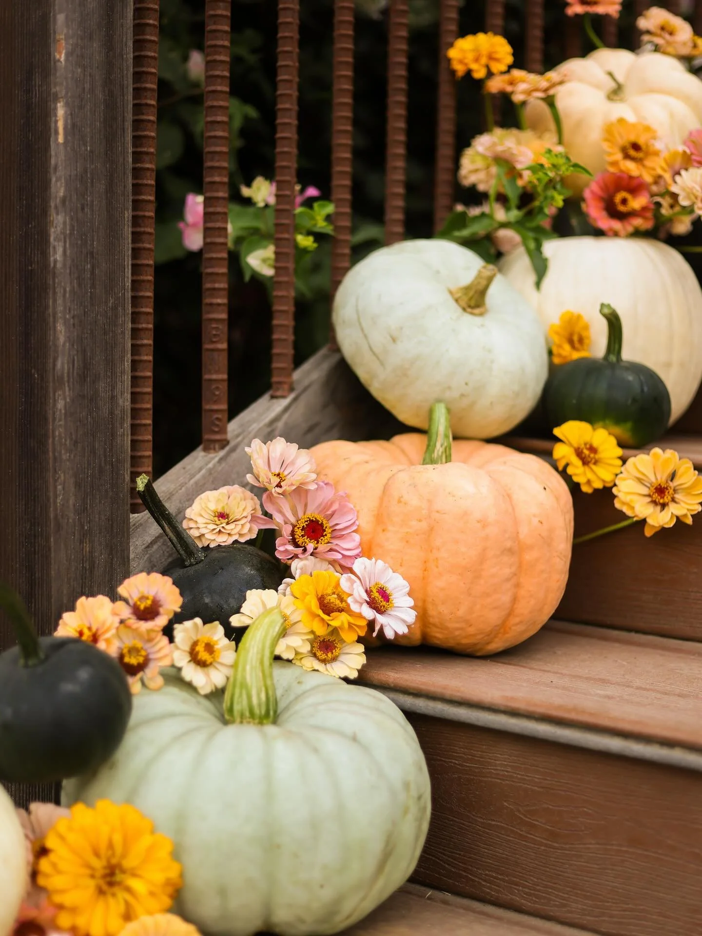 Lots of firsts for us this year, including pumpkins! We bought some pumpkin seeds on a whim and our kids and cousins all planted these on their Spring Break. So fun to see these blue, pink, green, orange and white heirloom pumpkins ready to be picked