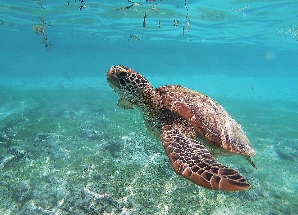 welcome… turtles!