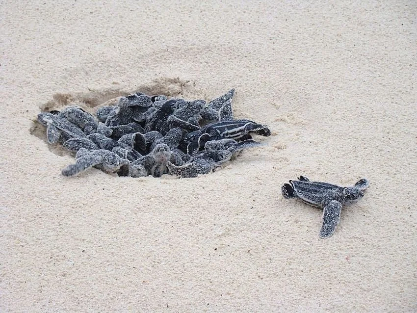 tortuga.jpeg