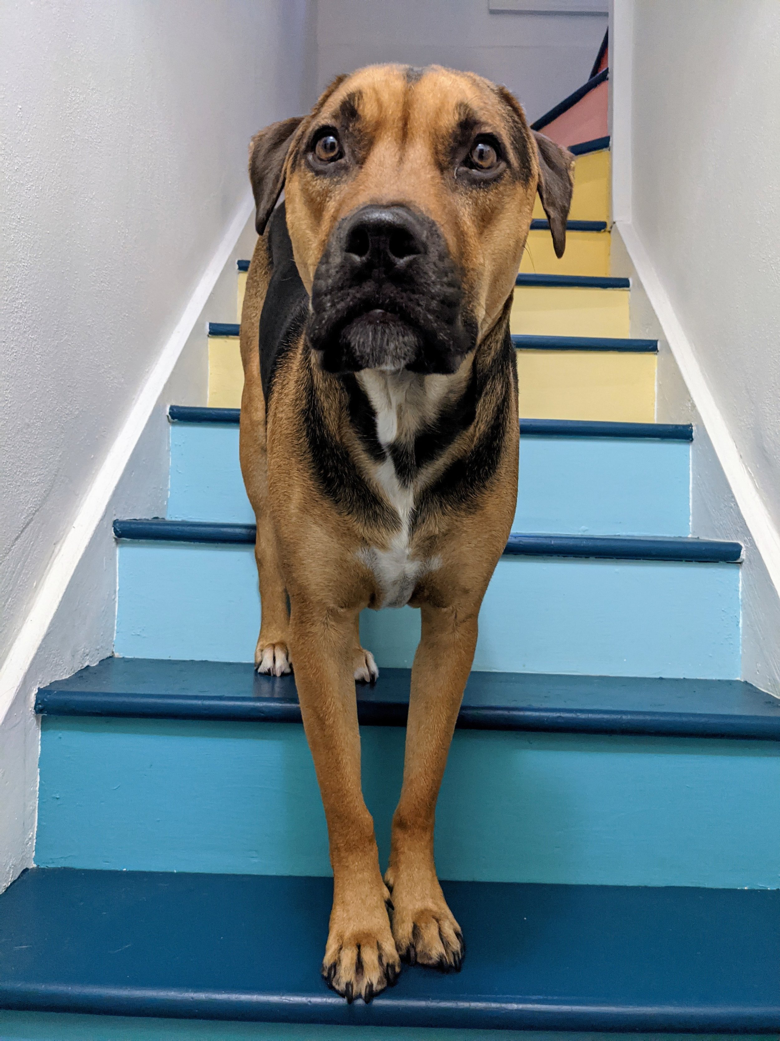 Brown and black dog standing on colorful staircase indoors.