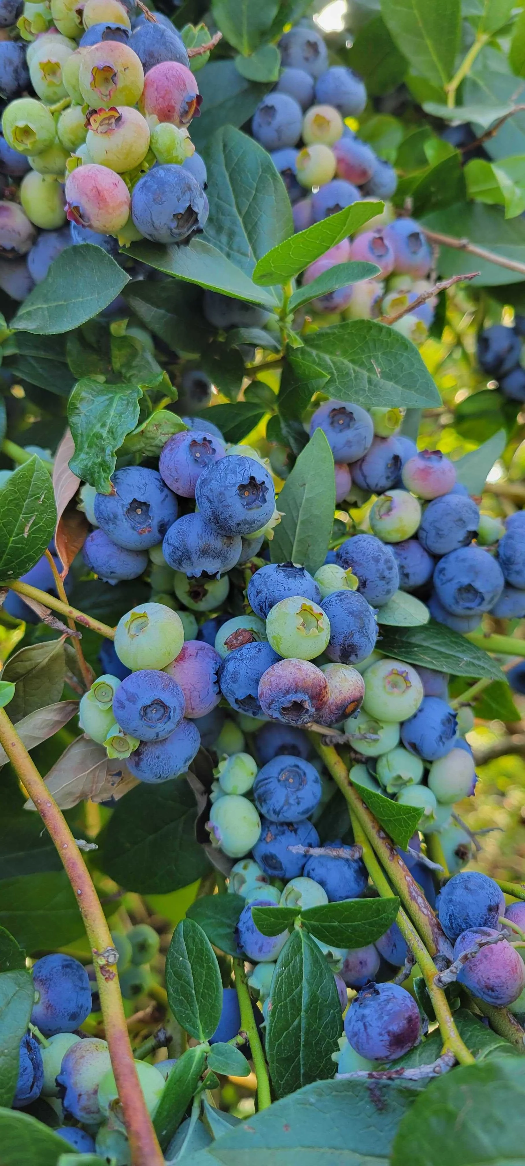 Blueberry U-pick