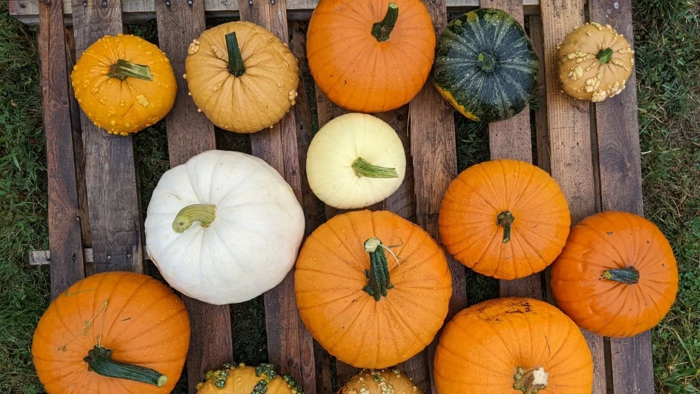 Pumpkin Fest 2026