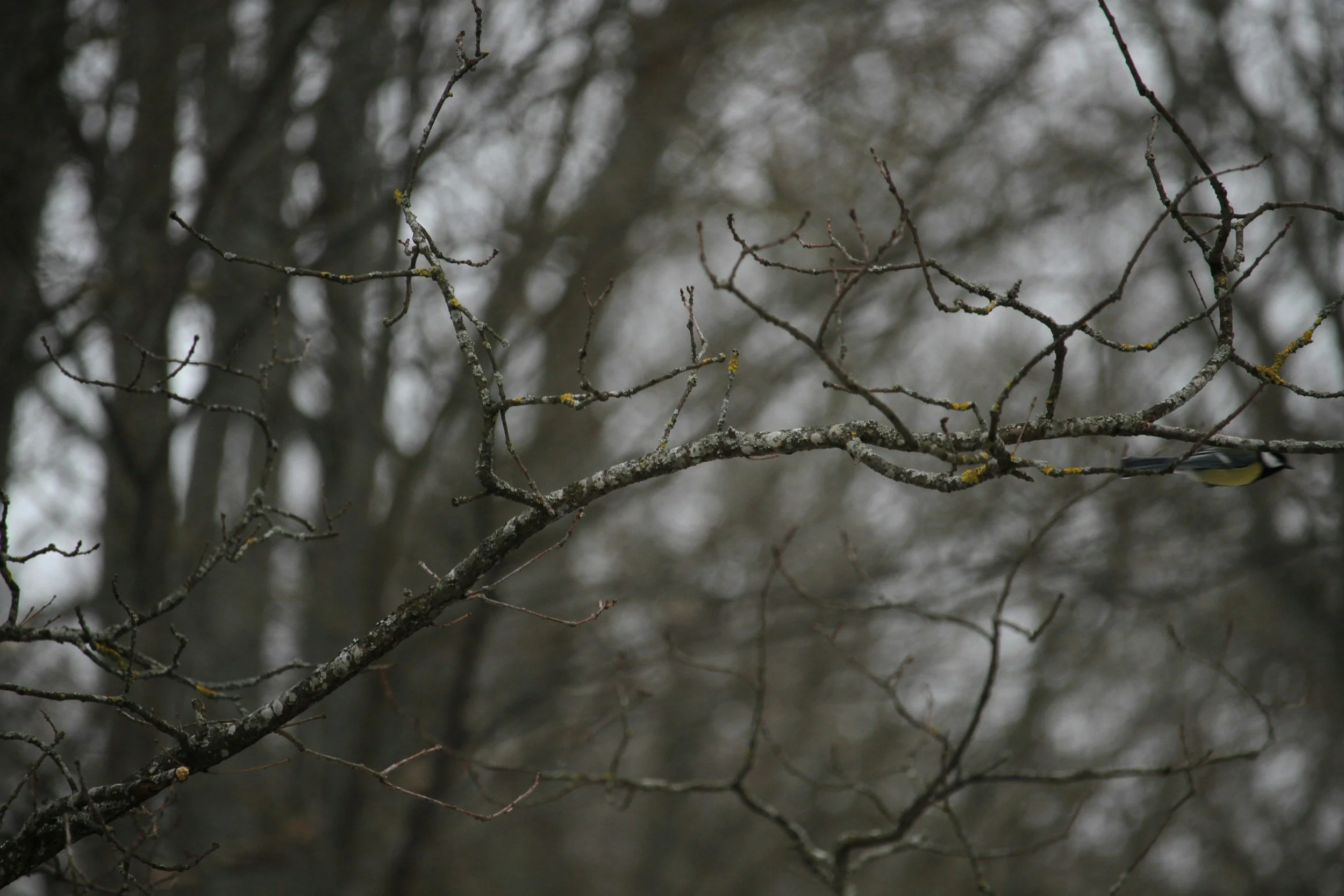 Bare winter tree branch in gray sky representing winter blues, promoting telehealth therapy in Jackson, Michigan