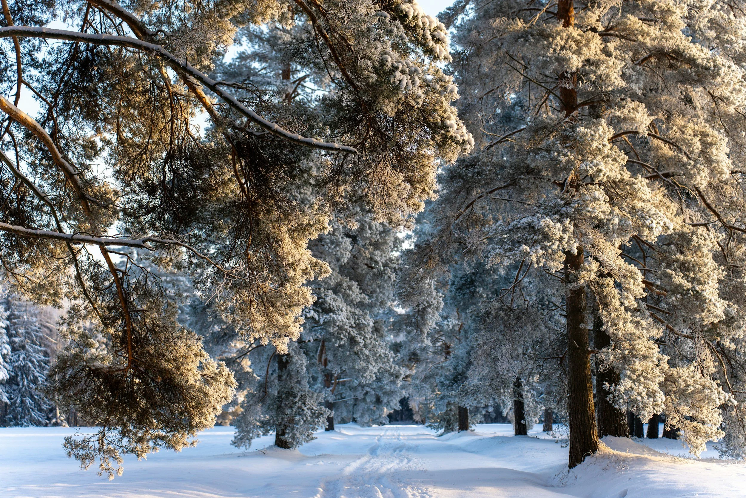 Snow-covered winter tree representing seasonal depression, promoting telehealth counseling in Jackson, Michigan