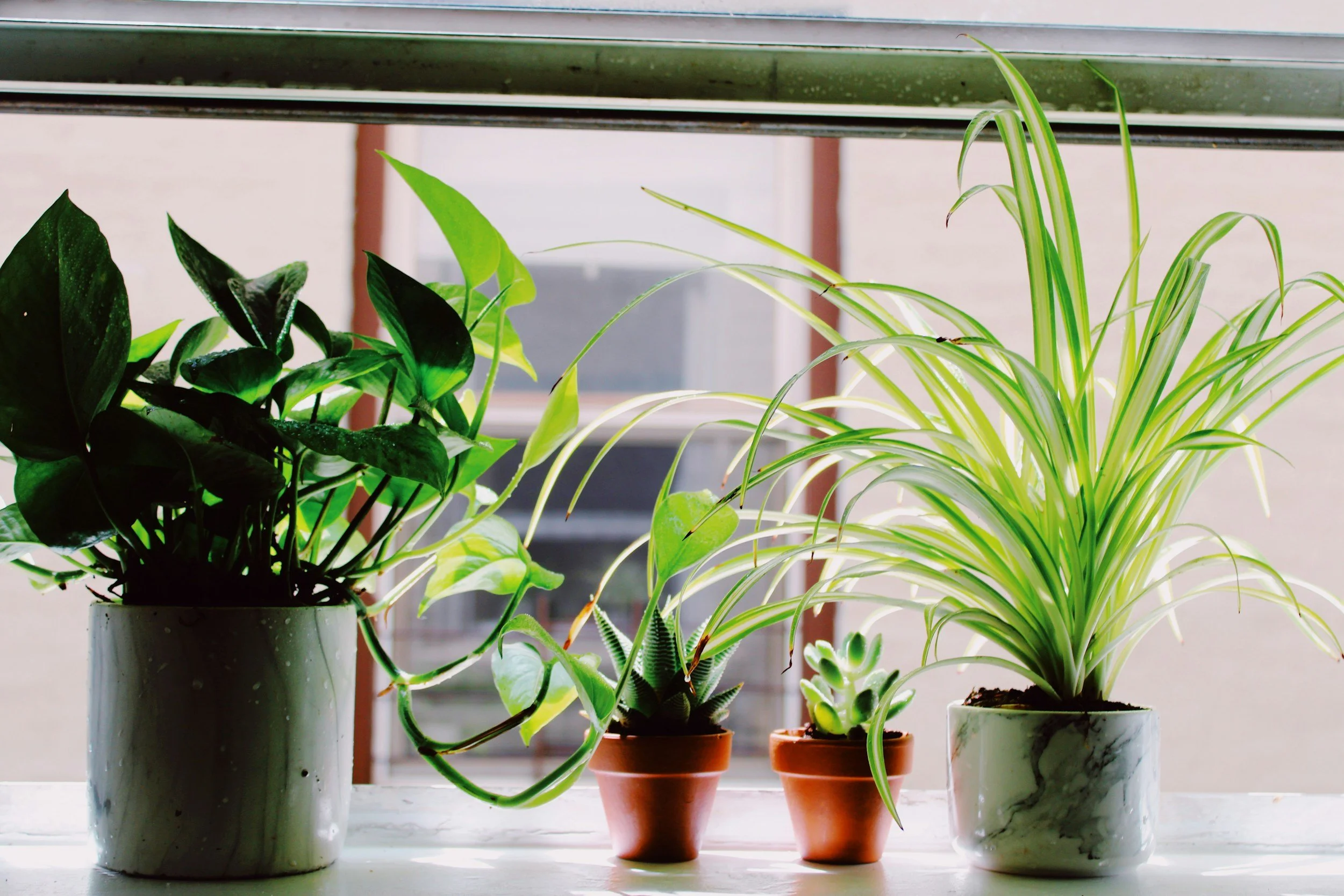 Houseplants on a windowsill, symbolizing growth and healthy boundaries in online therapy in Jackson, Michigan.