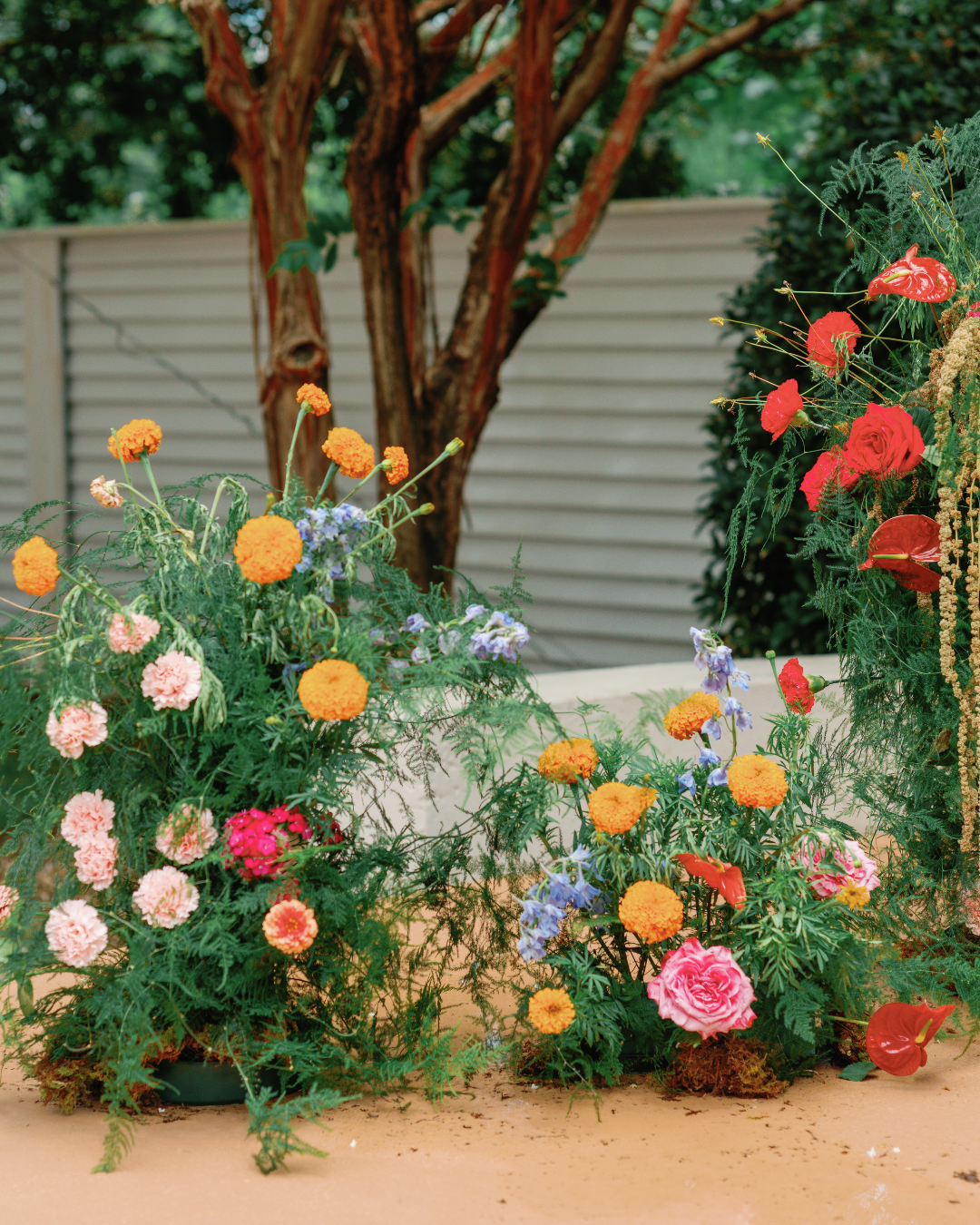 Colorful flower arrangements with pink, orange, purple, and red flowers in a garden setting with a tree and a beige fence in the background.