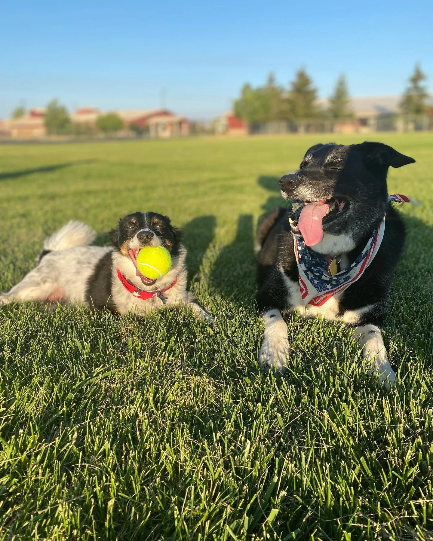 We can&rsquo;t let the day end without sharing a @russelldawgs picture for #NationalDogDay. These two rascals have made us laugh (and nearly cry) many times during our trip and although sometimes we threaten to leave them at home, we love the sh*t ou