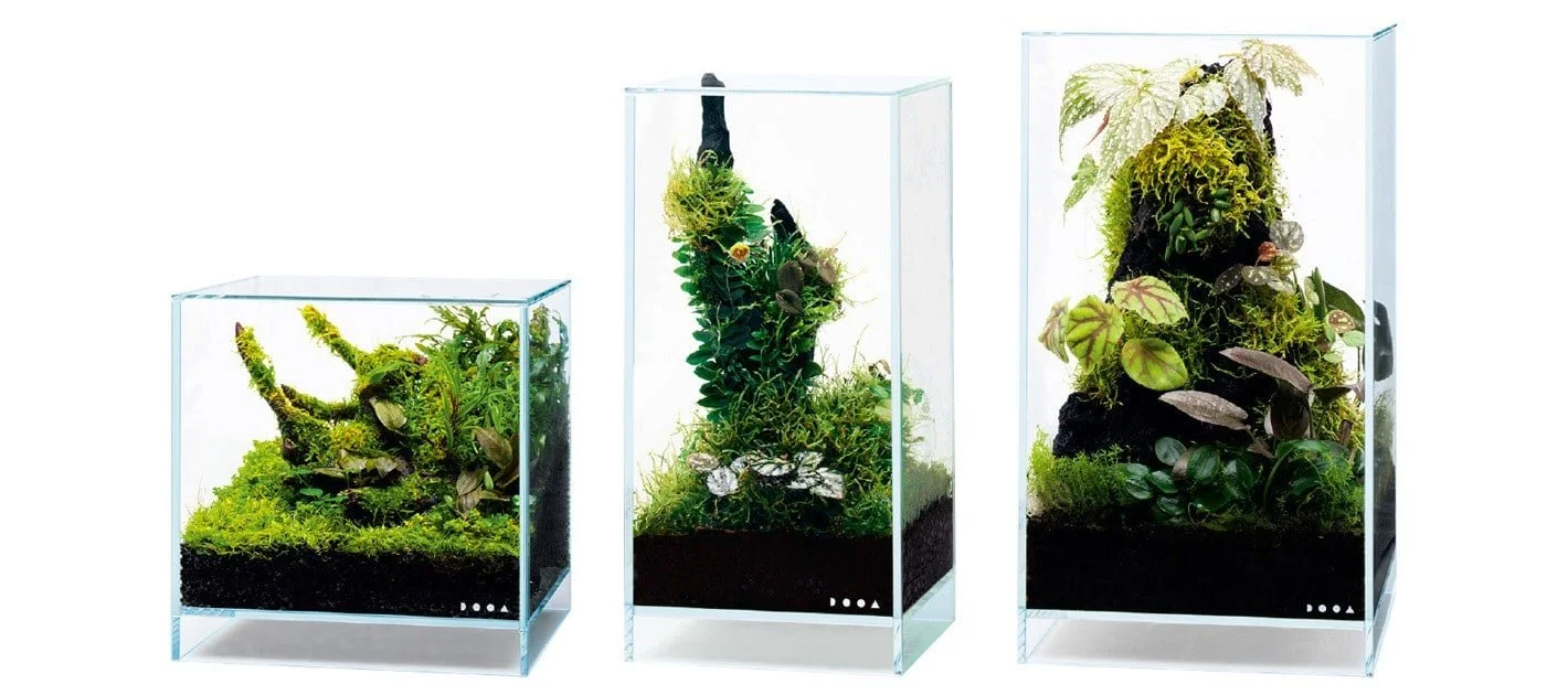 Three glass terrariums with lush green plants and moss arranged inside.