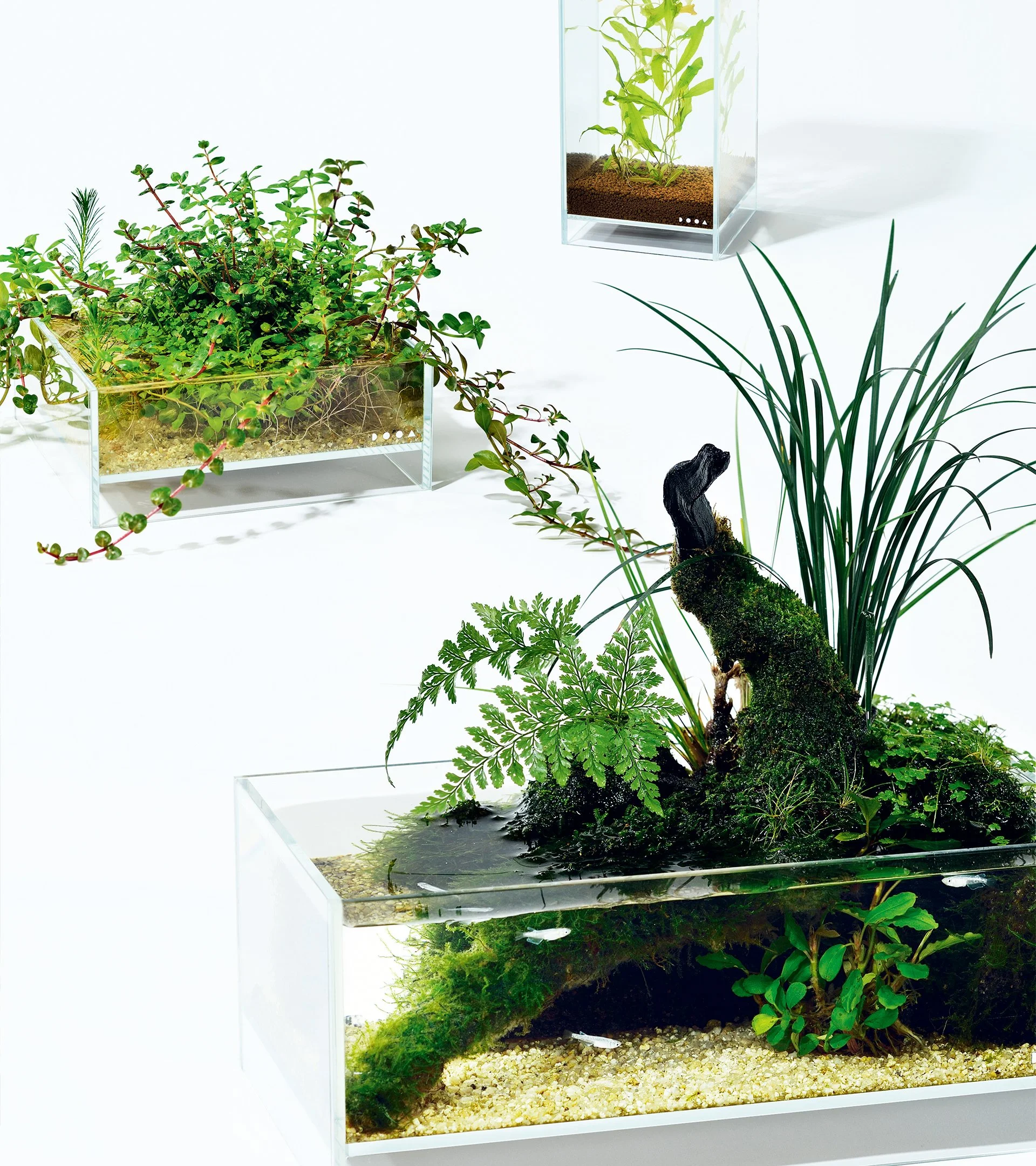 Multiple terrariums showcasing various live plants and mosses, with one containing a moss-covered driftwood piece, all arranged on clear acrylic stands against a white background.