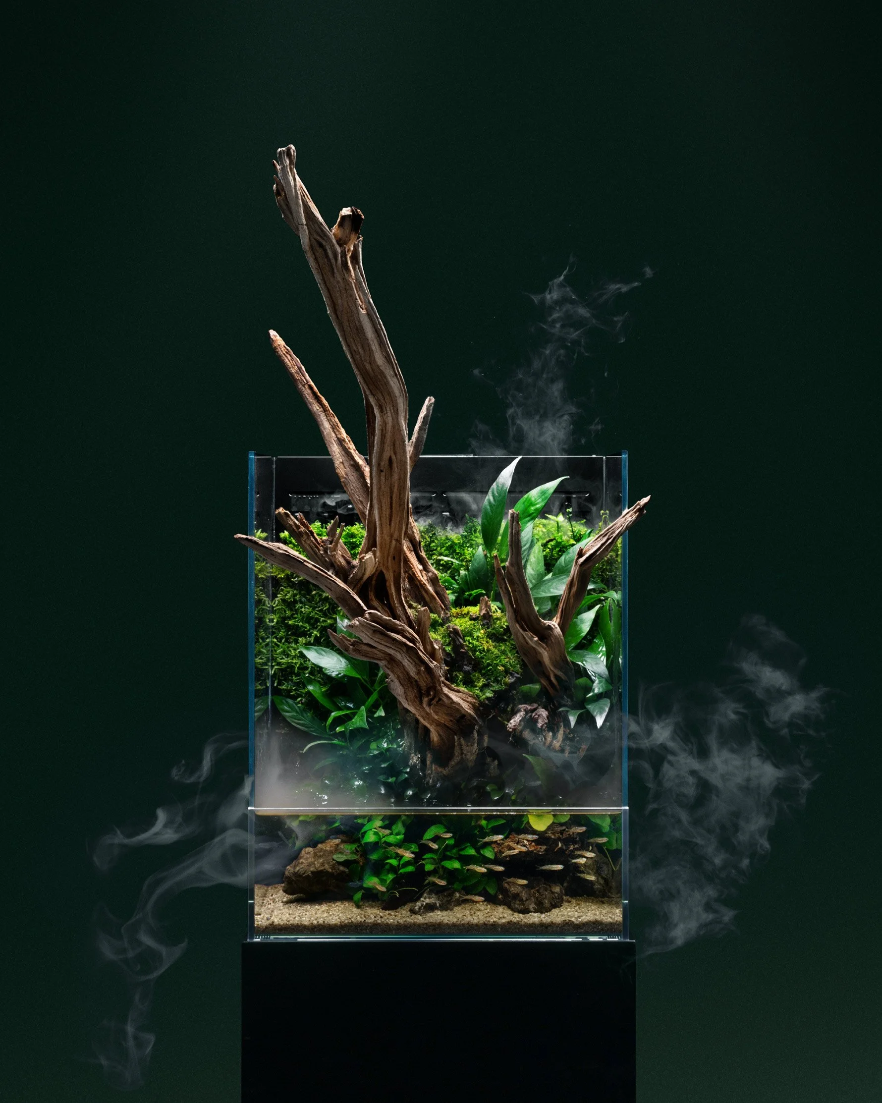 A terrarium with driftwood, green plants, rocks, and soil, emitting wisps of smoke or fog, against a dark green background.