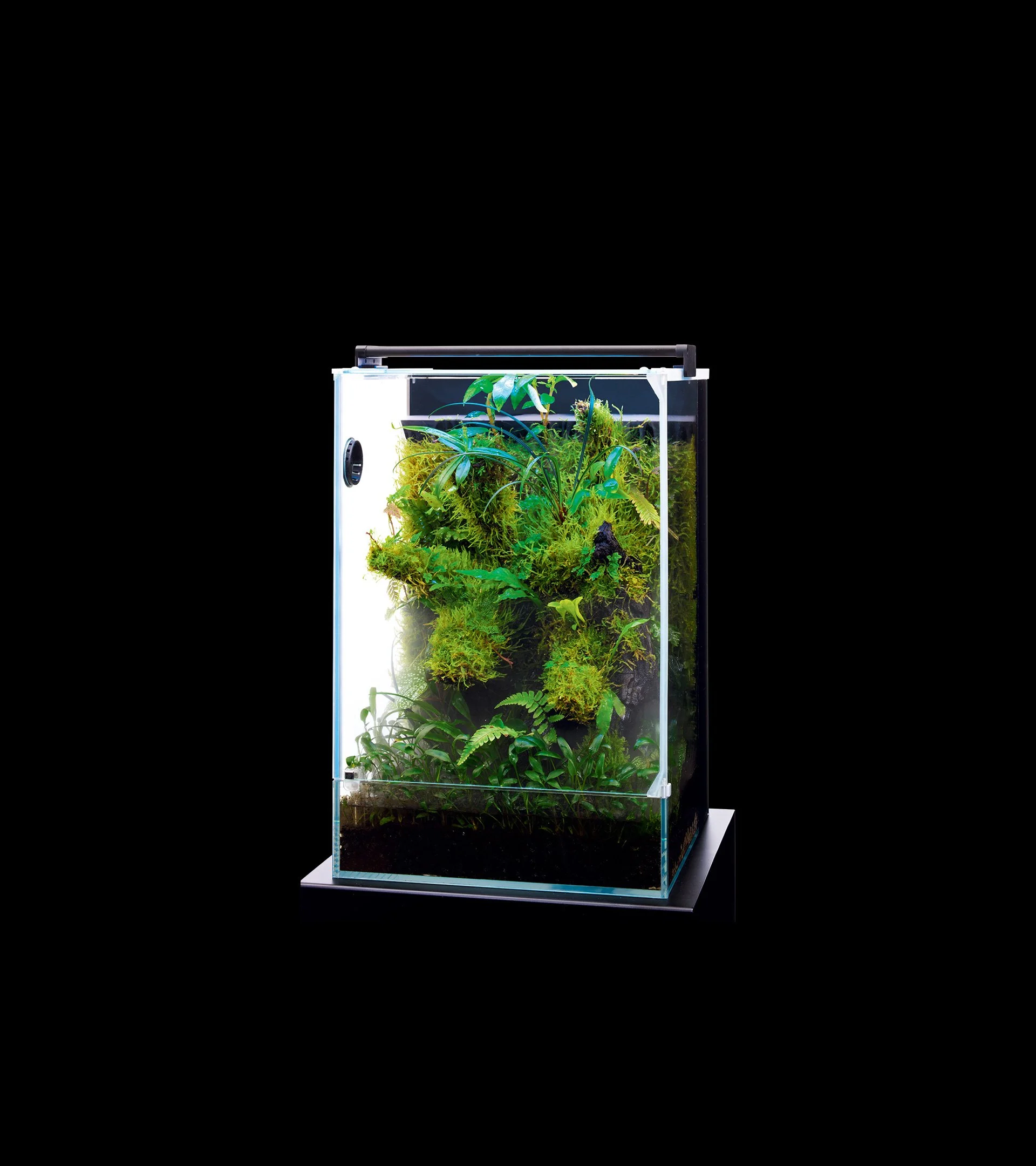 A small glass terrarium filled with lush green plants and moss, set against a black background.