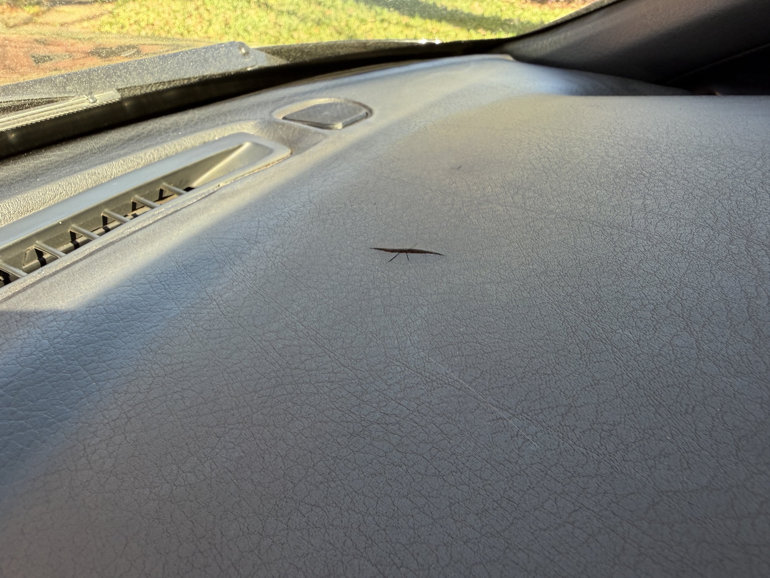 Brown, dead insect on gray car dashboard.