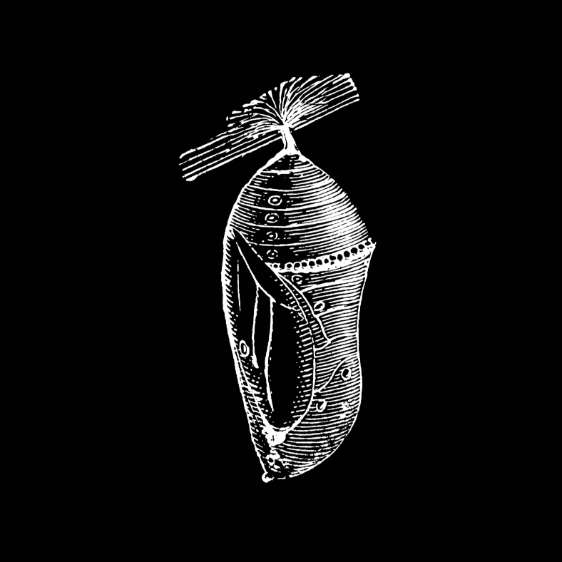 A black background logo featuring a stylized, white, detailed illustration of a chrysalis or pupa.
