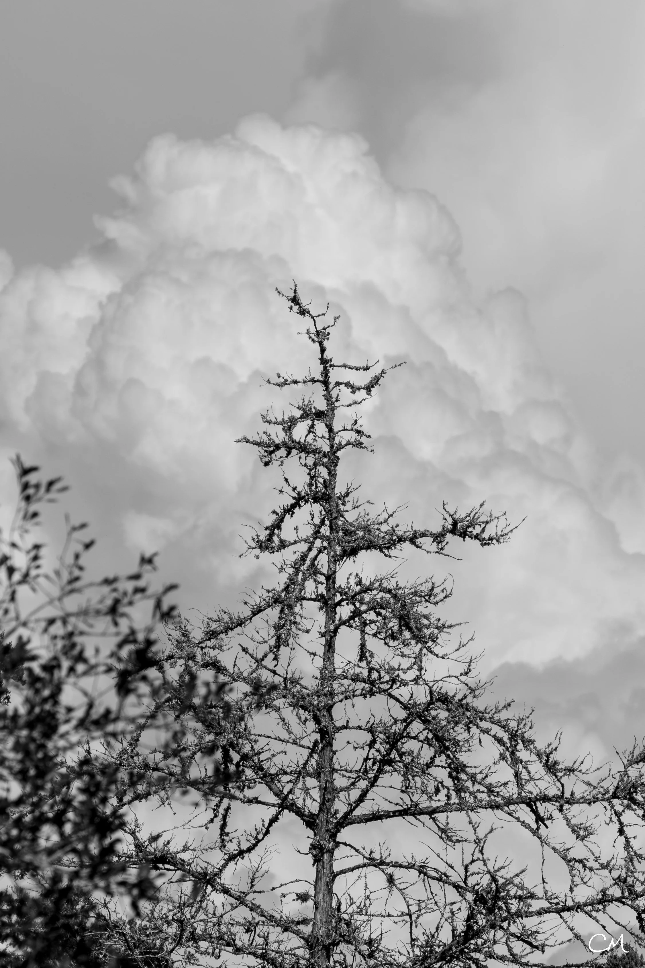 IMG_7107-Enhanced-NR.jpg