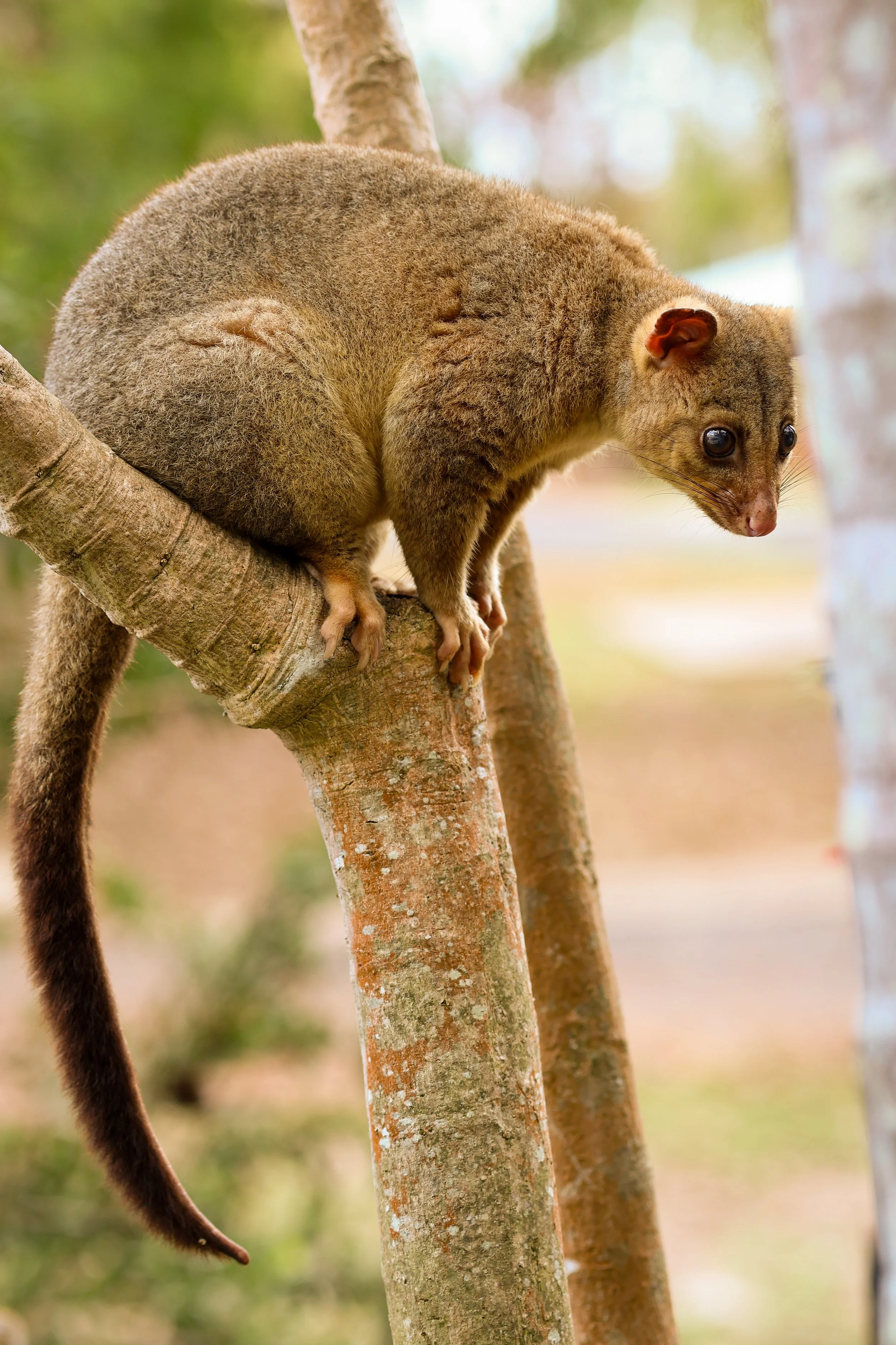 A small marsupial, specifically a quokka, perched on a tree branch in a forested area with blurred greenery in the background.