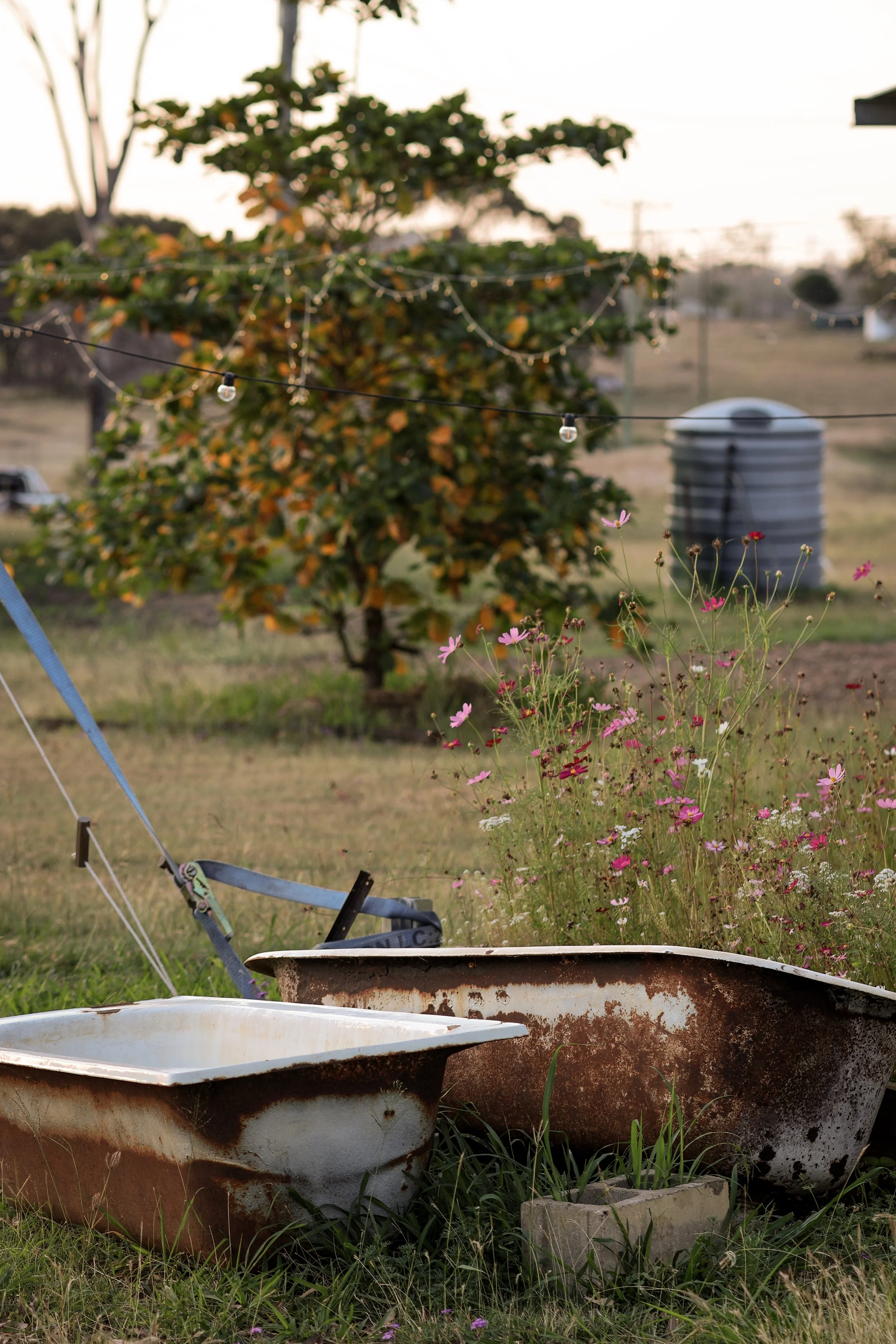 Two rusty, abandoned boats on the grass with pink flowers in the foreground, a bush decorated with string lights, and a trash can in the background, during sunset.