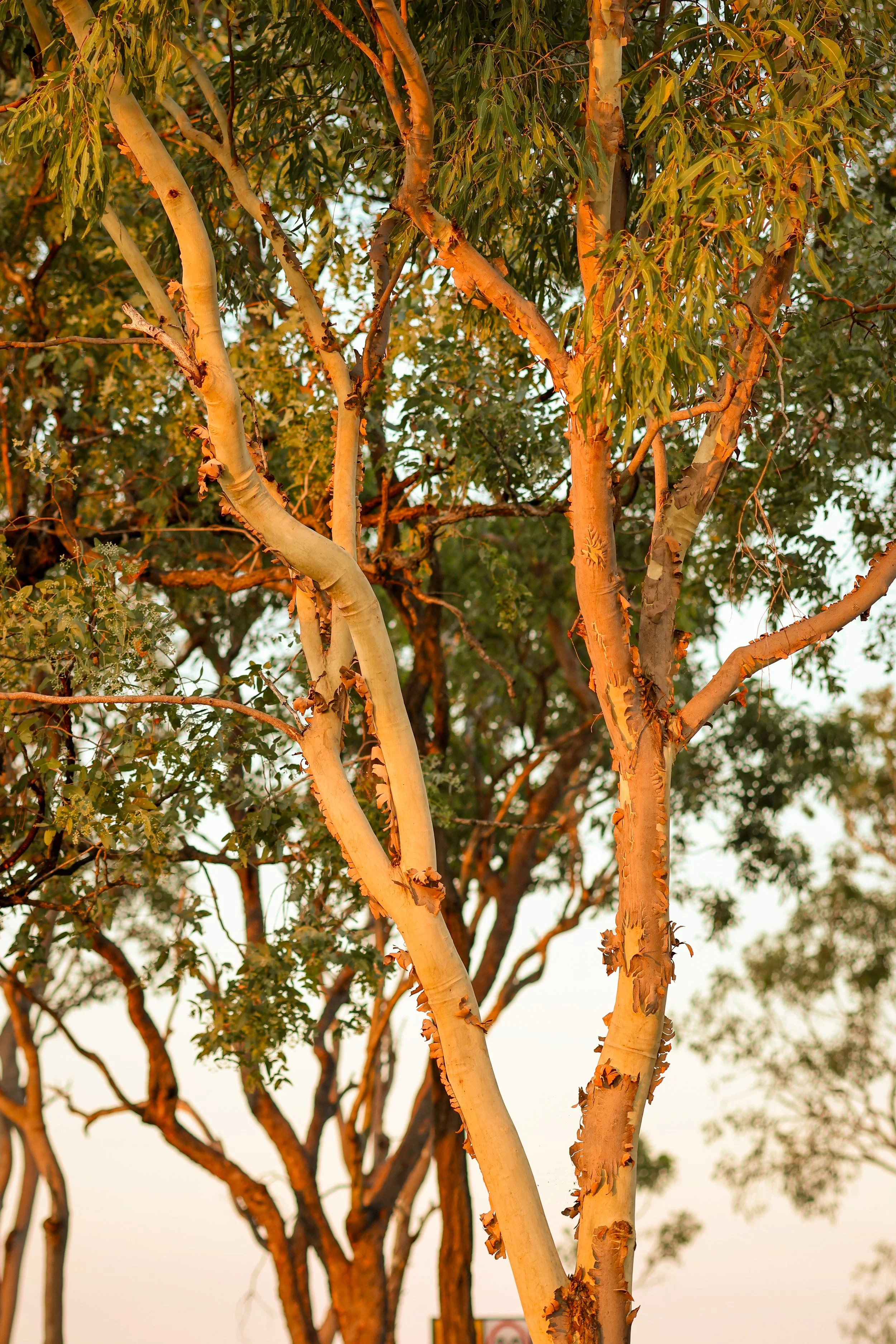 Close-up of a tree with peeling bark and green leaves, illuminated by a warm orange light, with other trees and a clear sky in the background.
