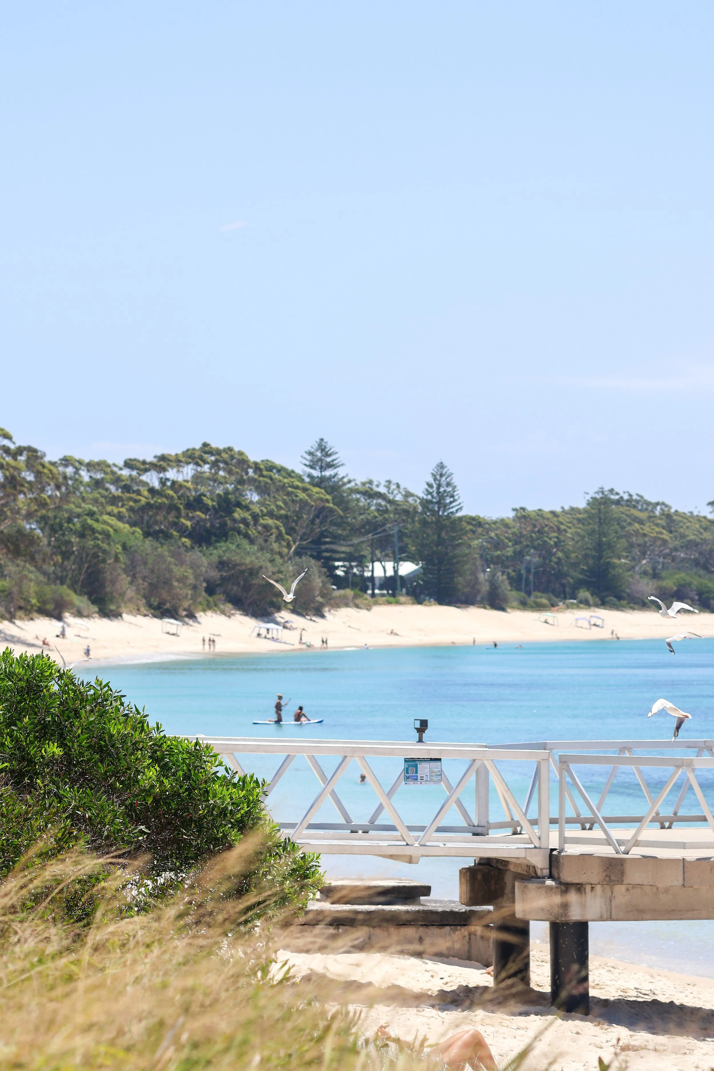 Beach scene with clear blue water, white sand, and shoreline trees in the background. Seagulls flying, people paddleboarding and walking along the beach under a bright sunny sky. Green shrubbery in the foreground.