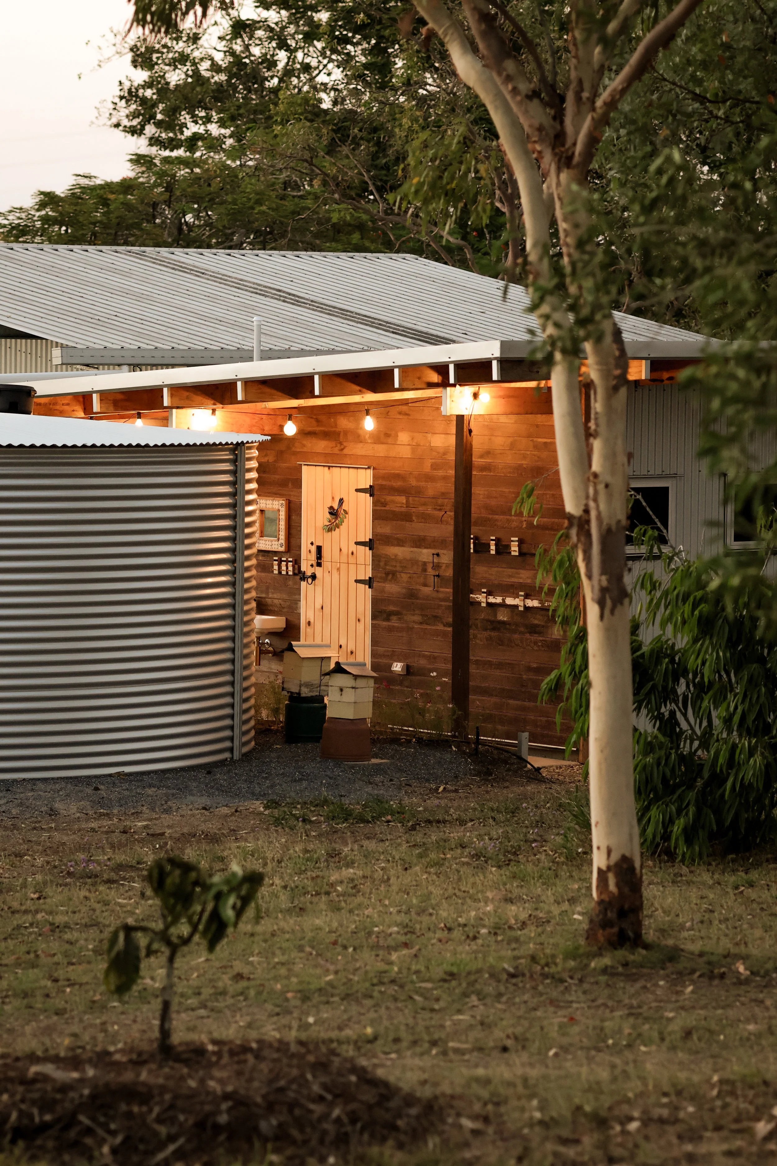 A rustic outdoor scene featuring a wooden building with string lights hanging from the roof, a small bathroom with a door and a mirror, a corrugated metal water tank, and a young tree in the foreground, during dusk.