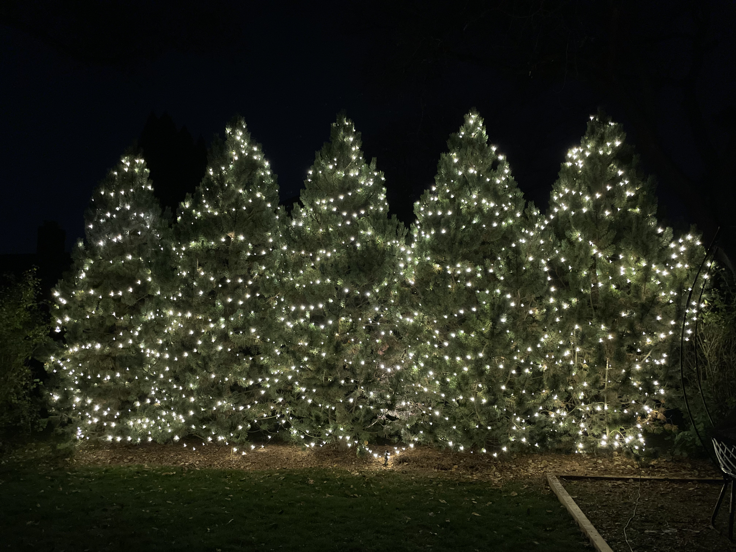 trees.png