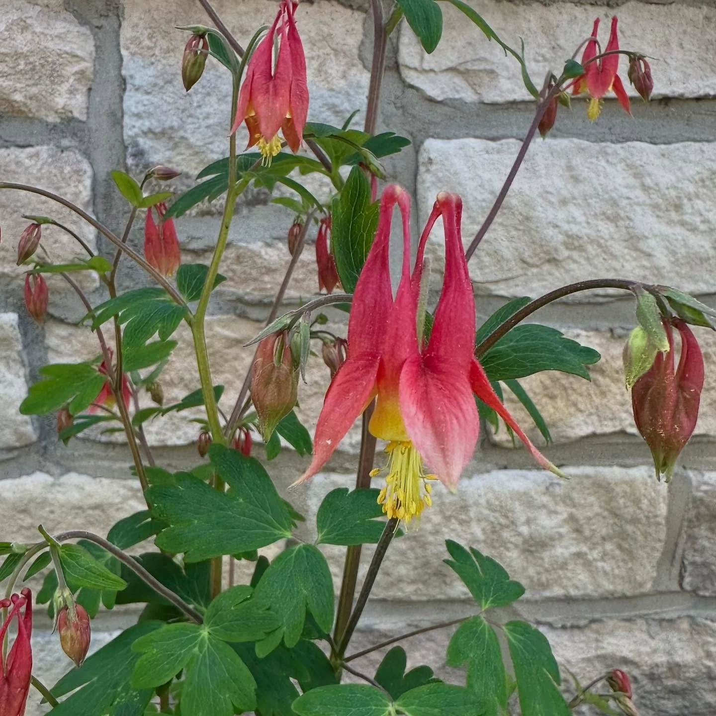 Visit our native plant garden, beautifully installed by @urbandigsdesign on Acton Road. Catch a glimpse of hummingbirds, monarch butterflies, and honey bees as you walk by. For more info on native plants, check out the link in our bio.