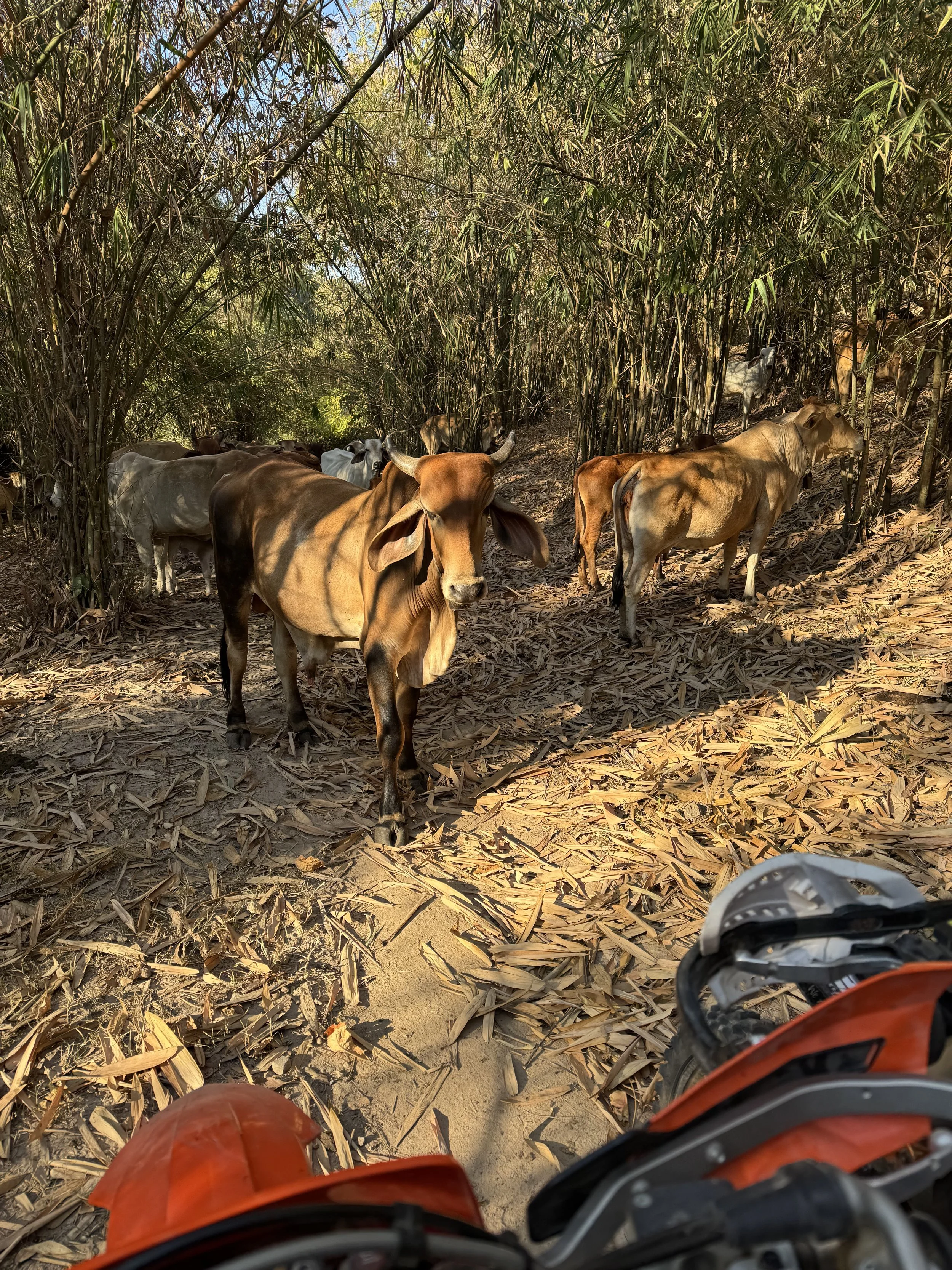 View from a dirt bike riding through a bamboo forest in Northern Thailand, with a herd of cows walking across the trail — authentic enduro adventure experience in Thailand