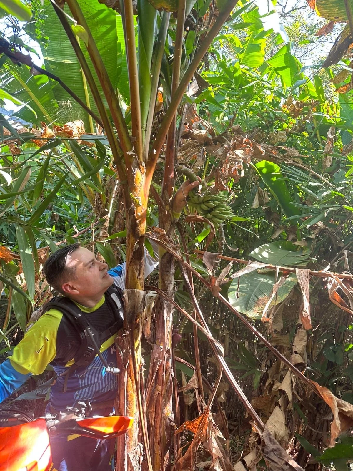 A man in a colorful cycling outfit with a backpack in a dense jungle, reaching up to a banana plant with a cluster of bananas.