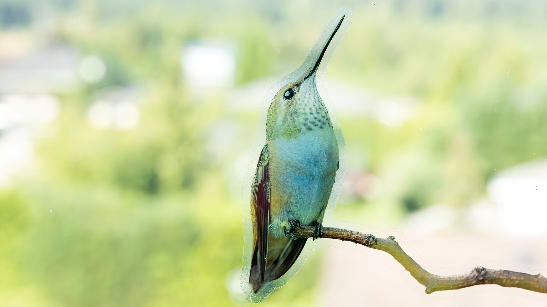 Rufous Hummingbird on branch #2