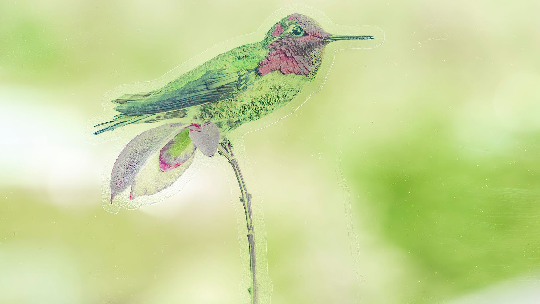 Anna's Hummingbird on branch #1