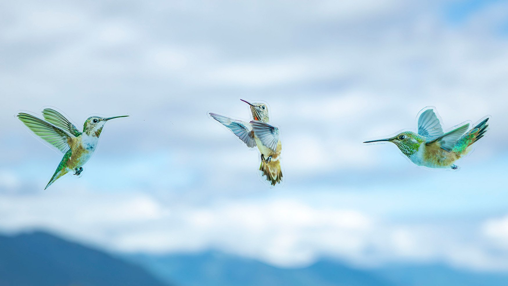 Rufous Hummingbirds Series 2