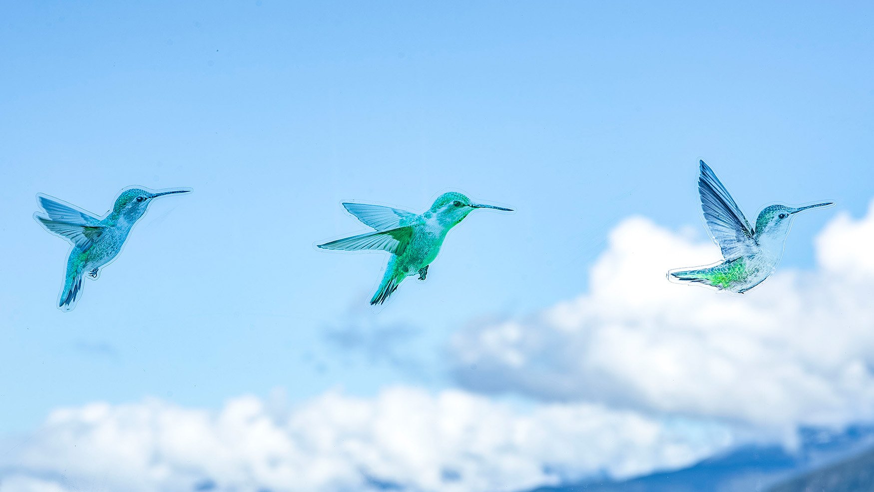 Anna's Hummingbirds Series 1