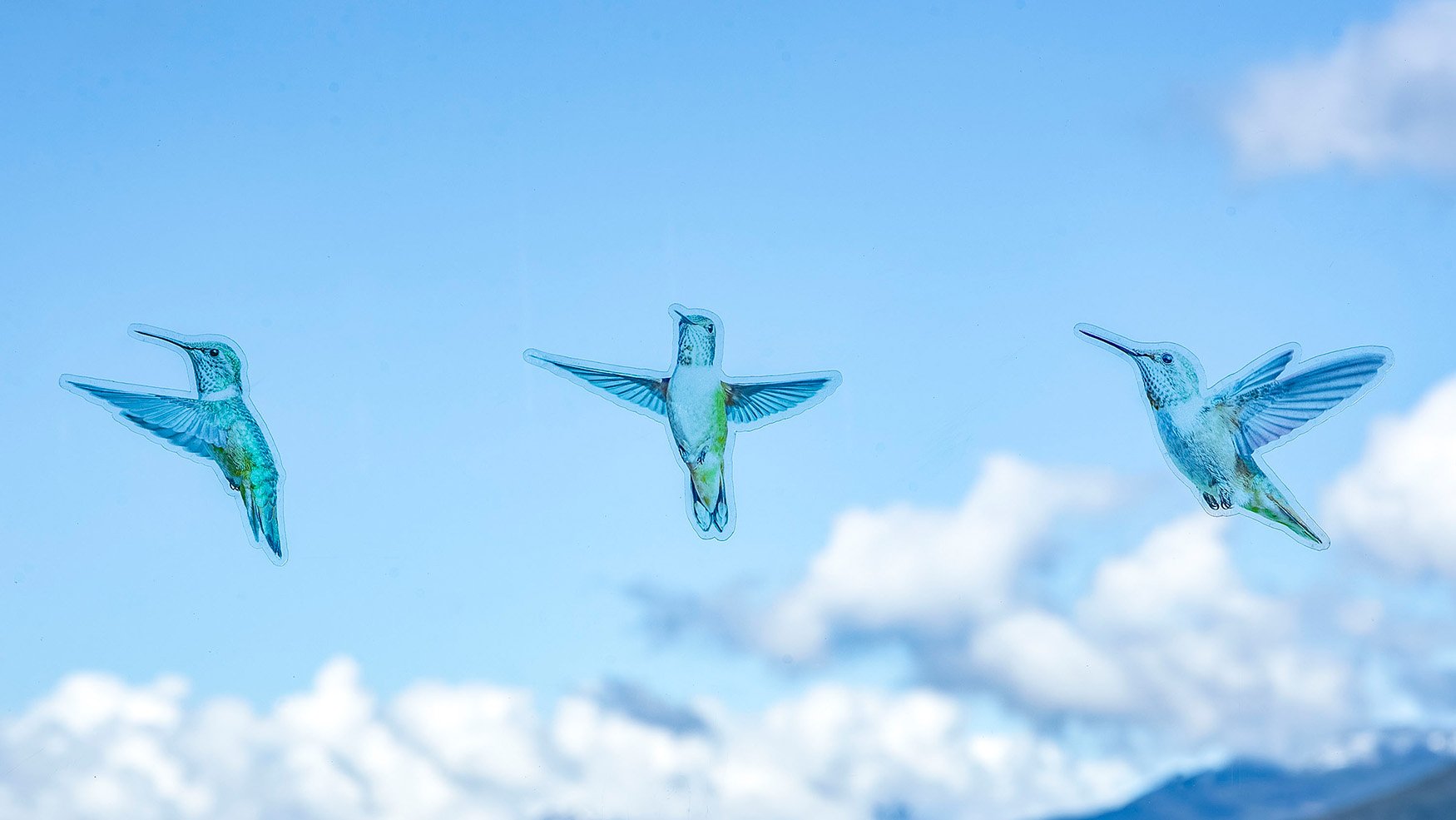 Rufous Hummingbirds Series 1