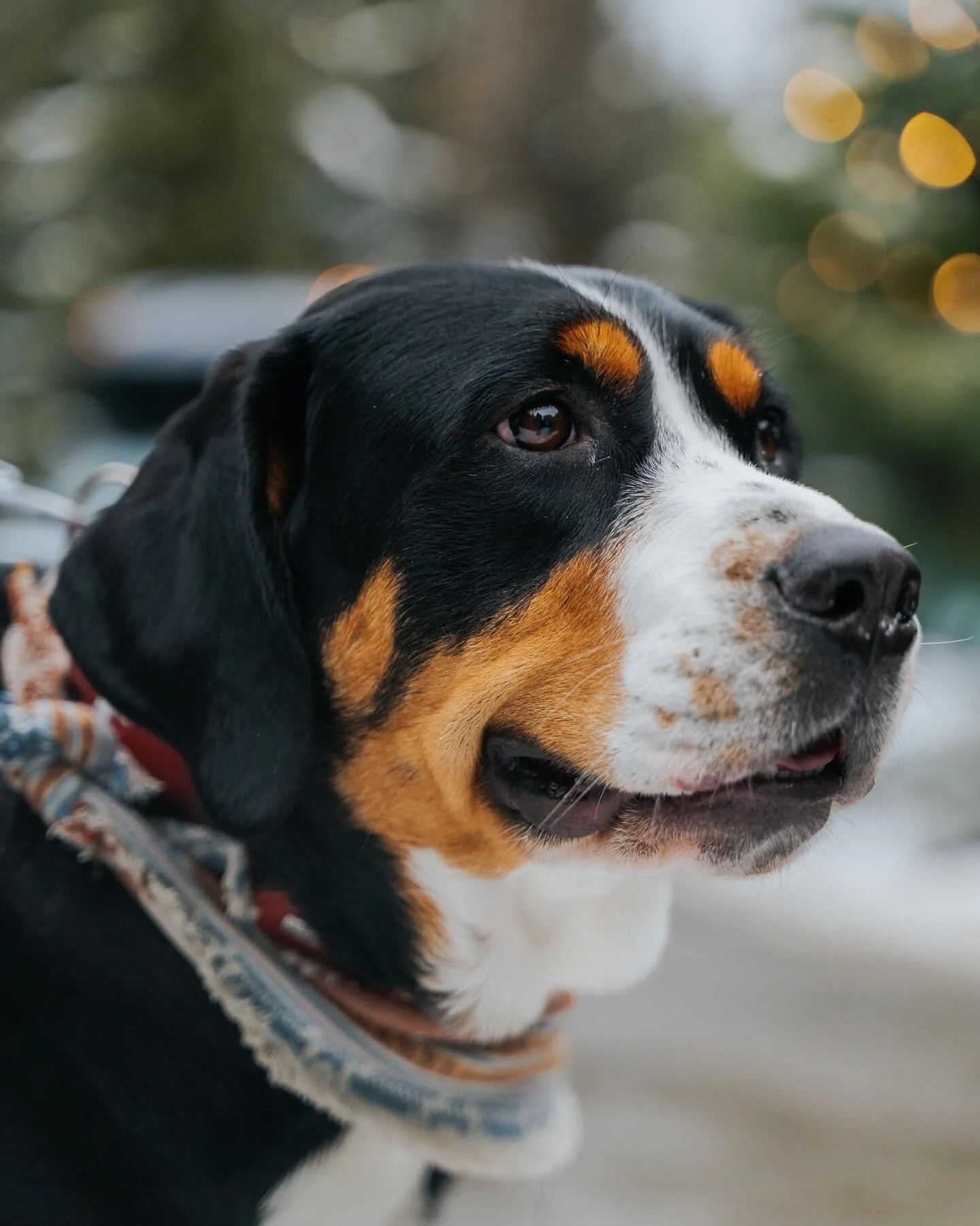 And here is a picture of Matilda in Whistler ✨
&bull;
@fswhistler | Whistler 
&bull;
#swissmountaindog #swissy #imnotobsessedwithmydogyouare