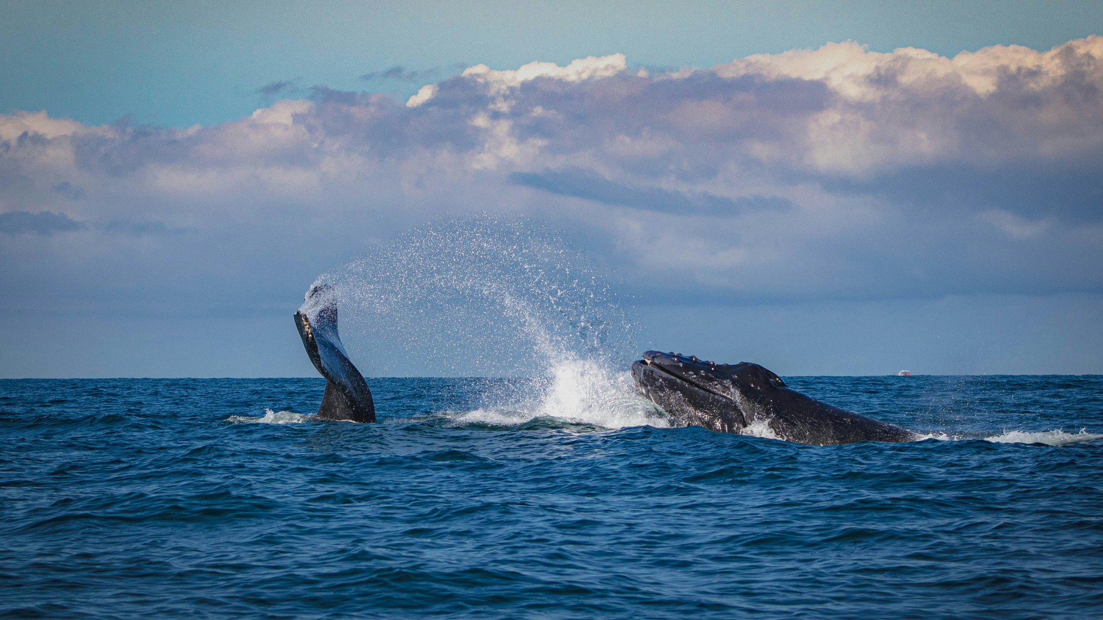 Off Season Things to do in St Helens &amp; Bay of Fires Tasmania