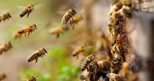 bees-hover.jpeg