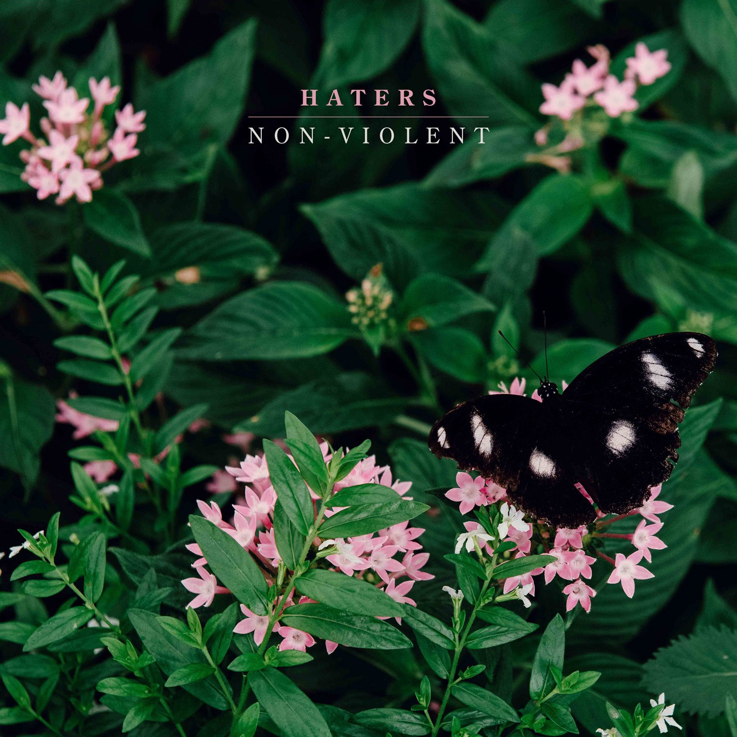 Review: “Non-Violent” by Haters