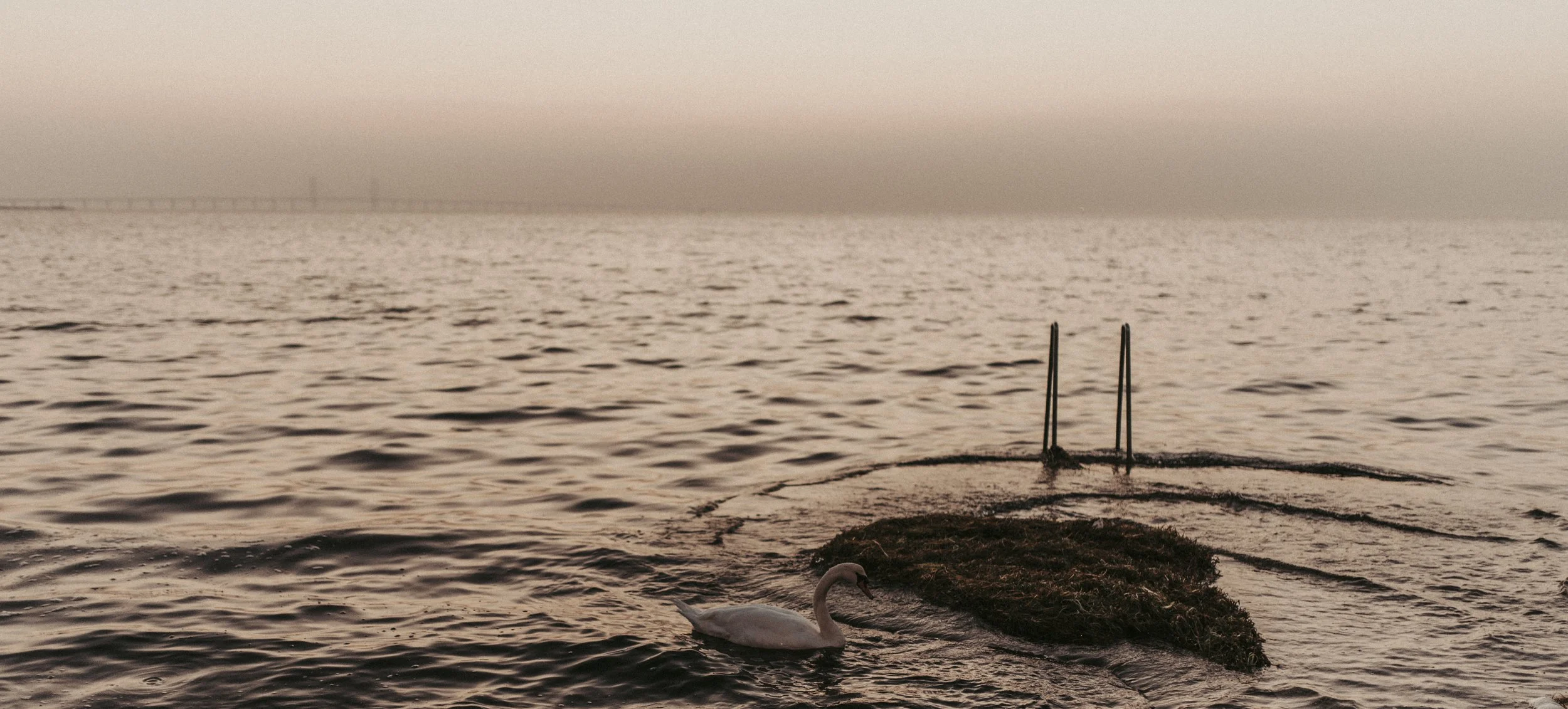 canvastavla-kvallshimmel-havet-svan-solnedgang-skymning-seoskonst.se-seos-konst-meer-schwan-himmel