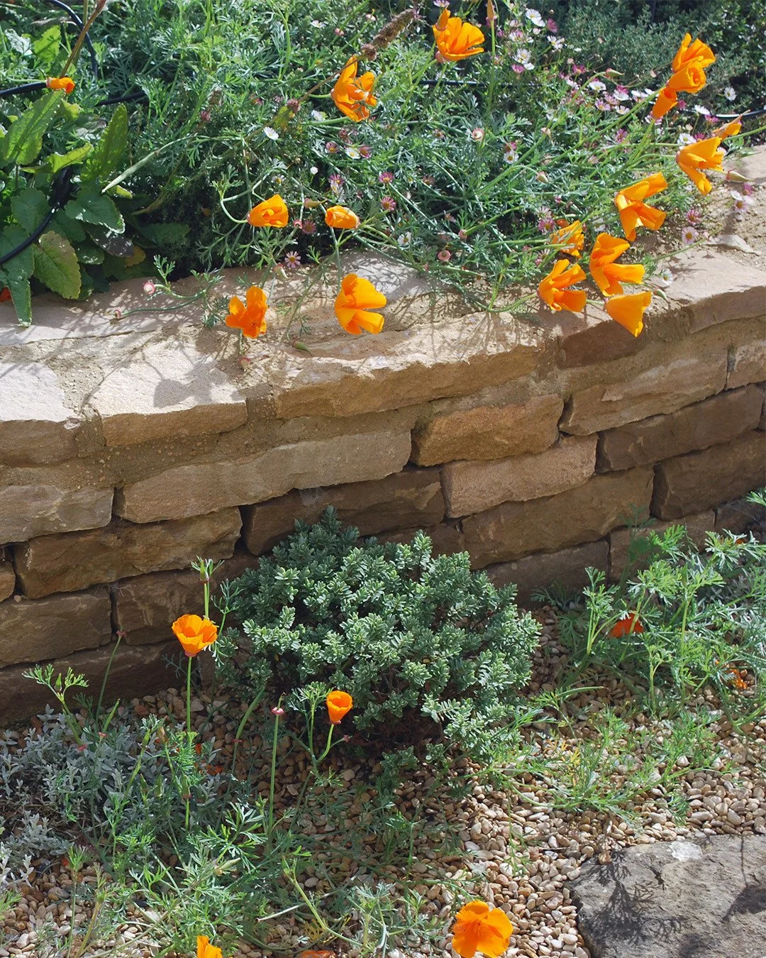 Garden Elements...⁠
Some snippets from our Oxfordshire project⁠
1. Californian poppies and Hebe pinguifolia above and below a beautifully constructed reclaimed Cotswold stone wall⁠
2. Reclaimed Yorkstone steps, herb pot and client's watering can for 