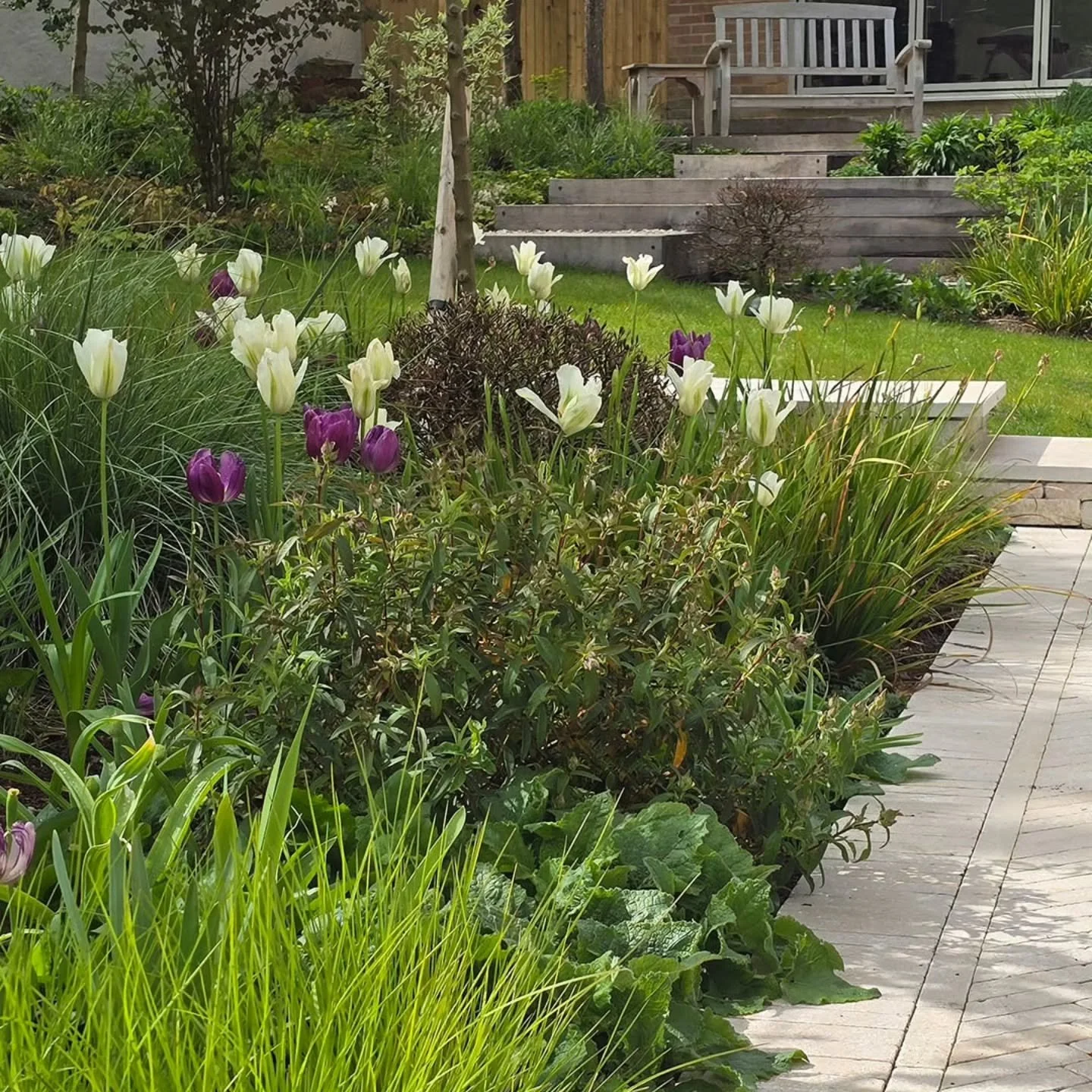 Our Essex project looking fresh today in the sunshine.  With a 2m level change from one corner to the other, the design needed careful consideration to allow us to create useable lawns and retain the levels without feeling hemmed-in. 
Planted in 2025