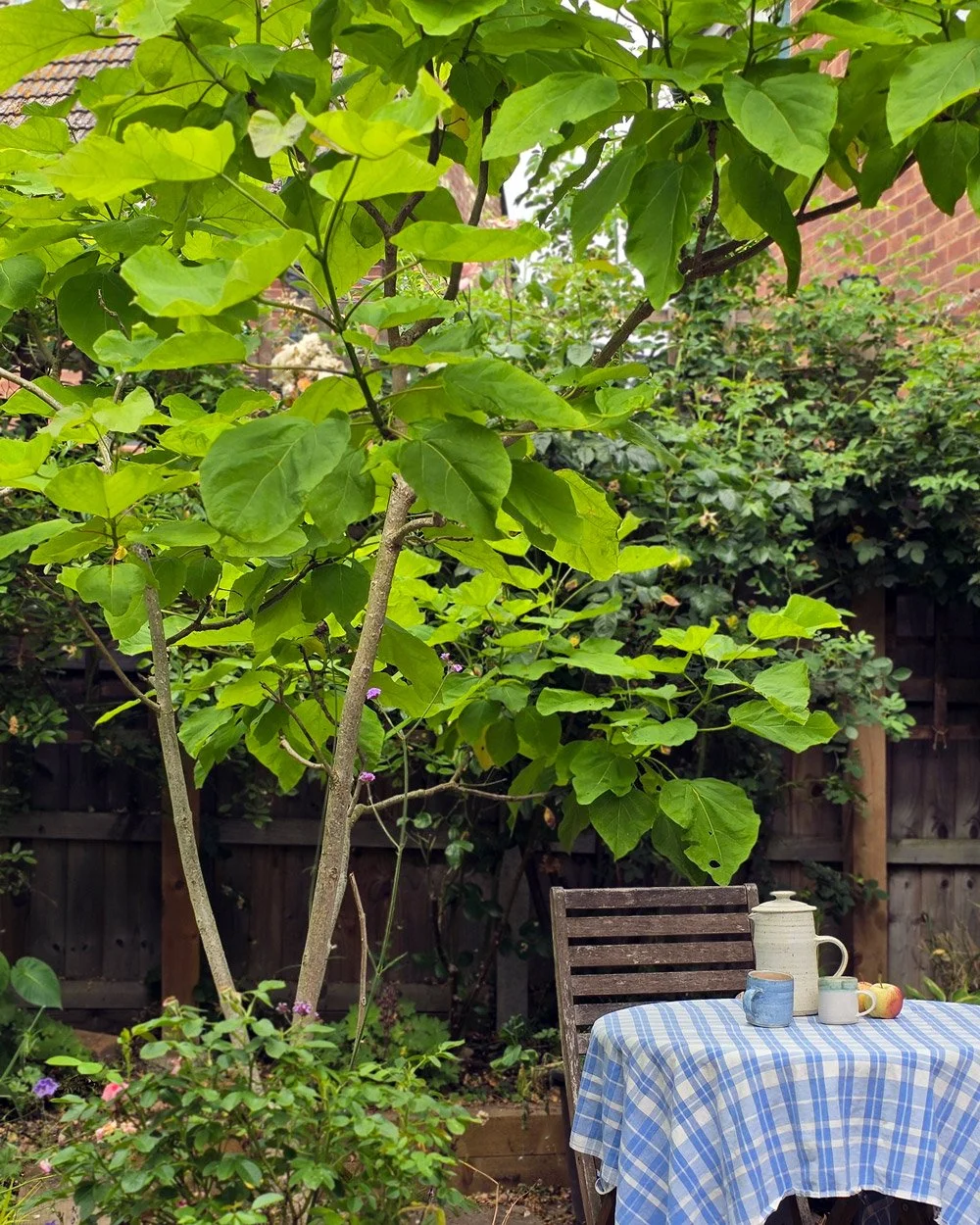 Umbrella Plants for Shade in Heatwaves