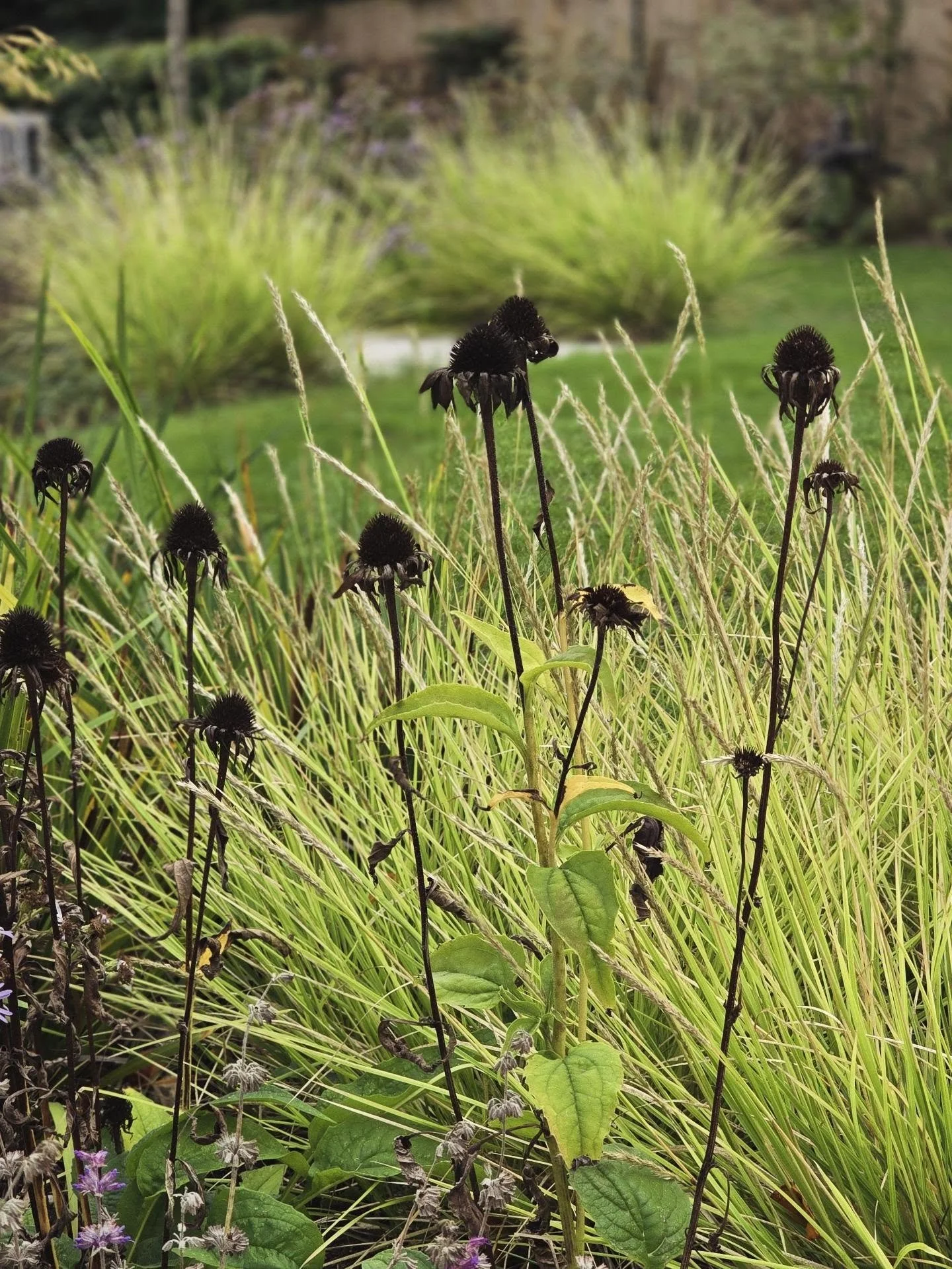 Autumn plants giving senescence and luminosity in this Cambridgeshire garden.

1. Sesleria autumnalis and Echinacea purpurea
2. Same again combined with Symphyotrichum 'Little Carlow' and Persicaria amplexicaulis 'Alba' in the background.
3.Woodland 