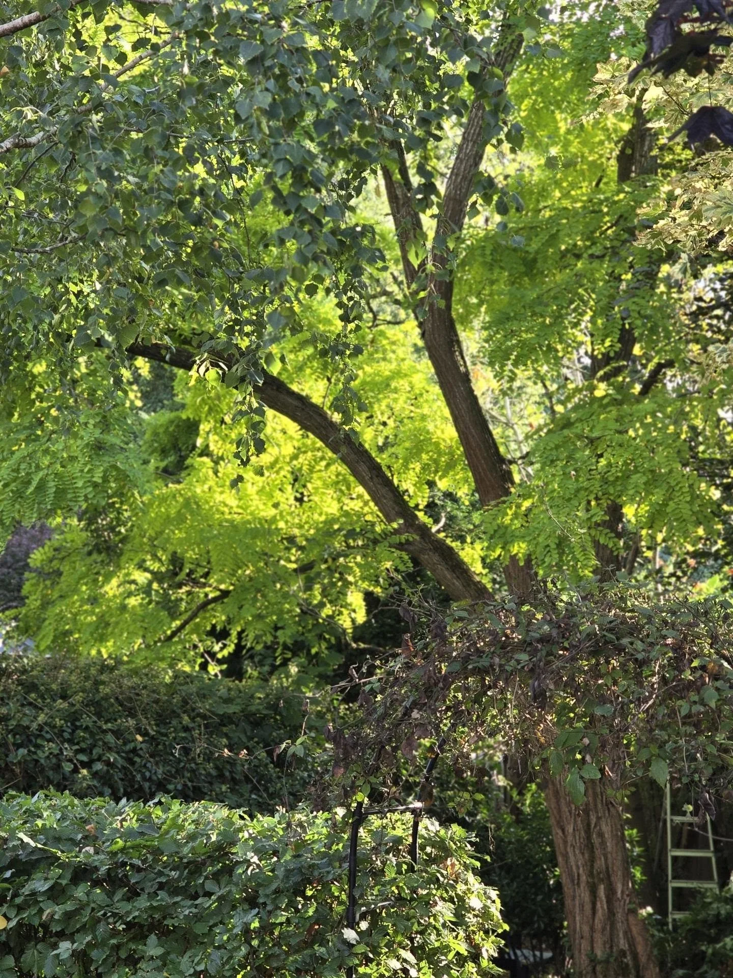Light in my mother's garden today.
A collection of glades, the previous custodians thoughtfully planted trees between 5-10m apart, meaning that now the canopies nestle comfortably together, with enough air and light filtering through to allow plants 