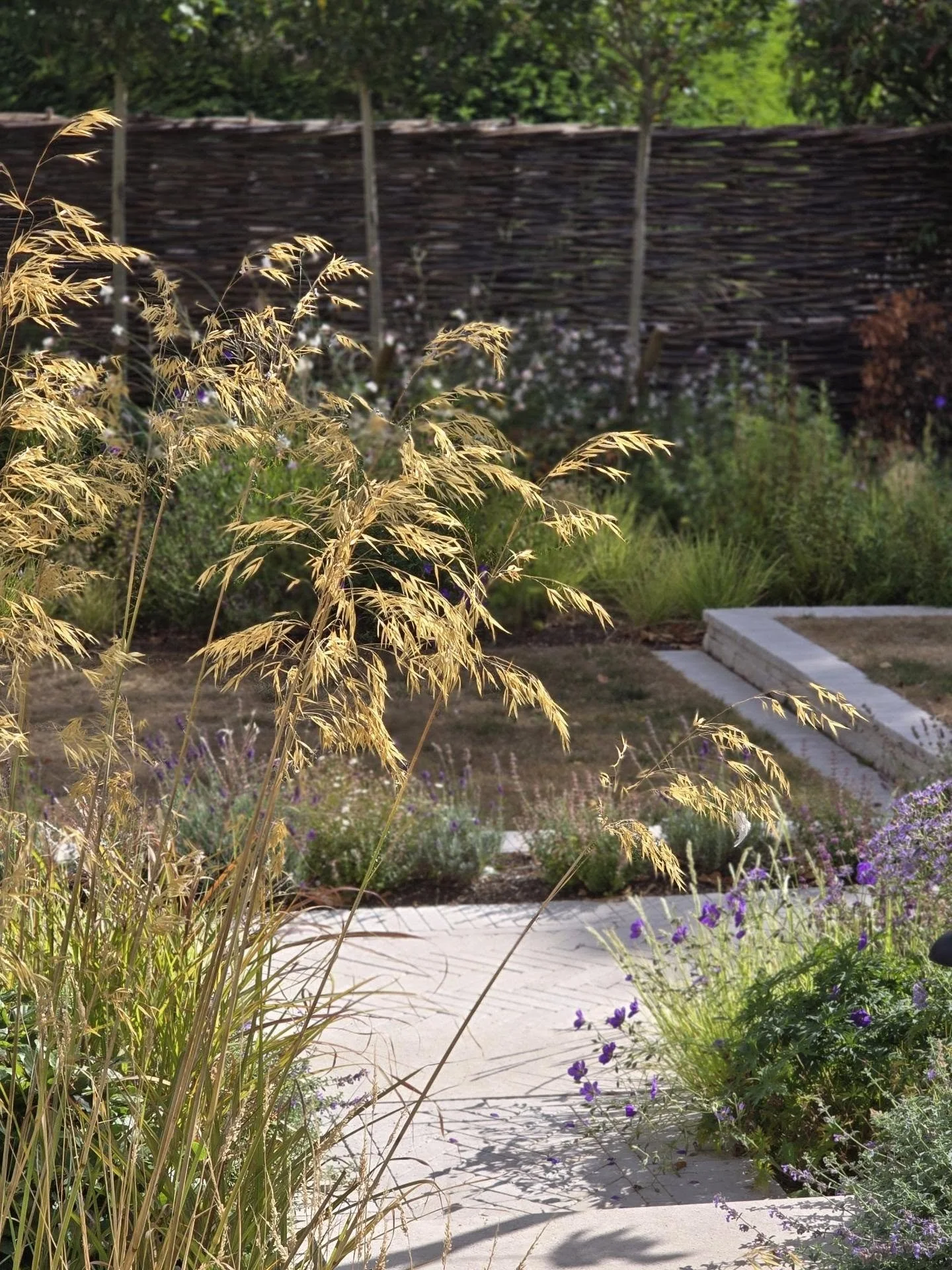 Mid-August in this Cambridgeshire garden and everything is looking good, all things considered. The lawn is brown and the hedges have suffered, but the Golden Oat Grass doesn't seem to care and the Autumn Moor Grass is becoming more luminous. Light b