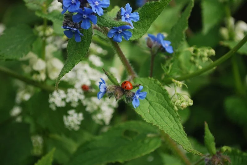 Ladybug on a flower